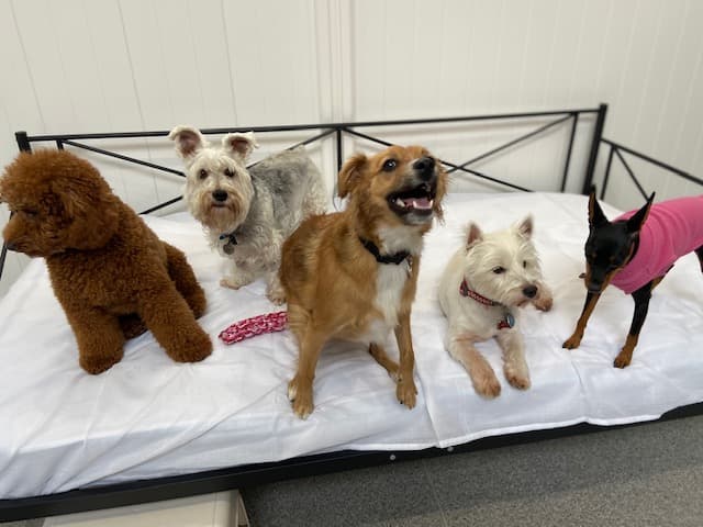Puparazzi - Pet groomer in Los Angeles, CA