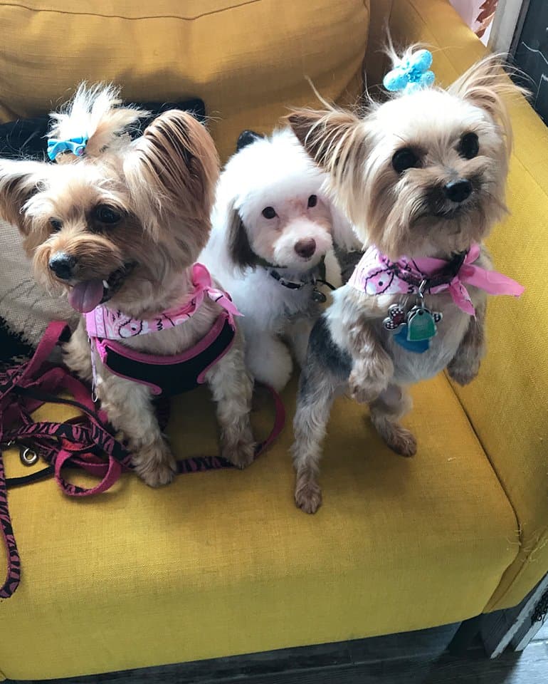 Central Park Pet Spa - Pet groomer in New York, NY