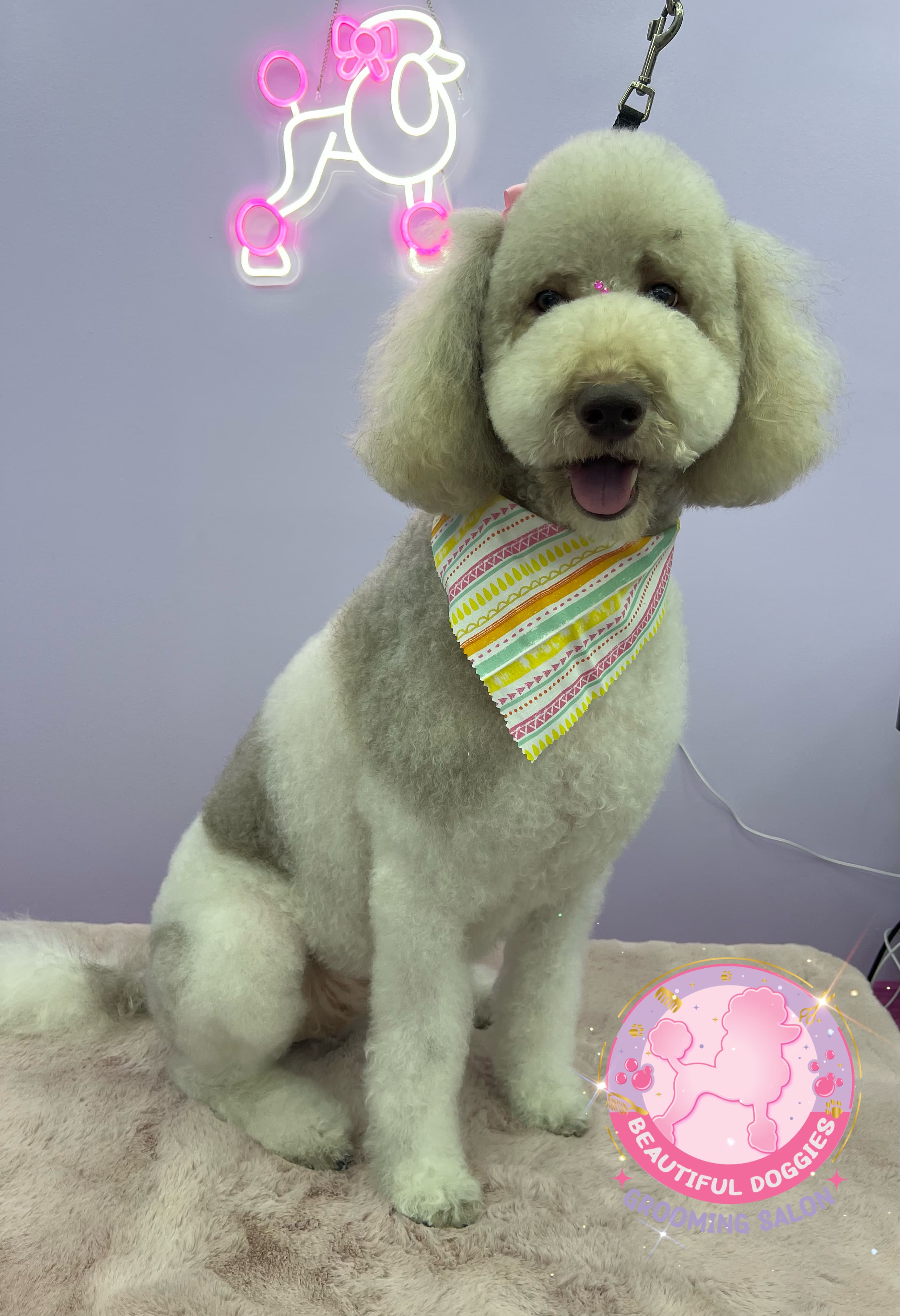 Beautiful Doggies Grooming Salon - Pet groomer in Fort Lauderdale, FL
