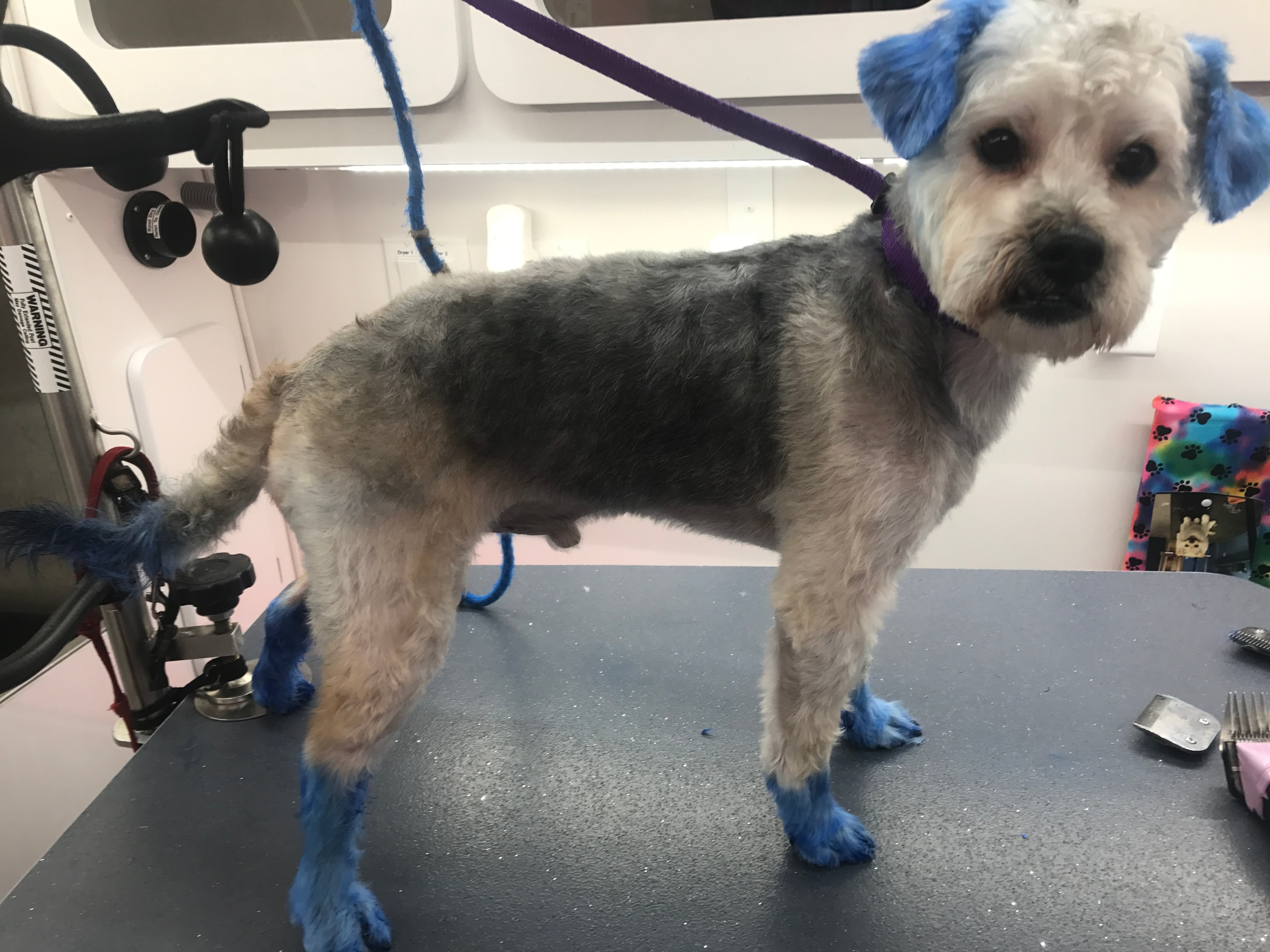 Fluff N Stuff - Pet groomer in South Euclid, OH