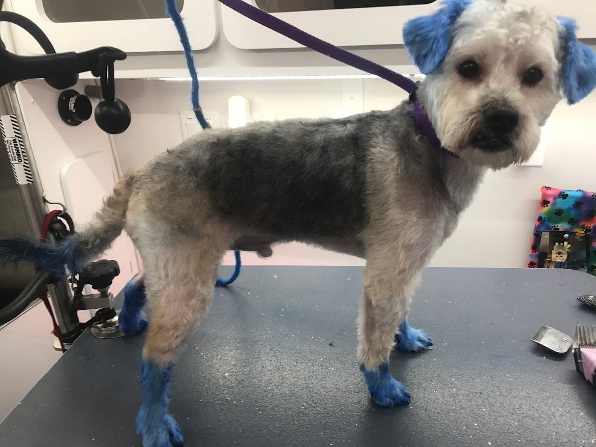 Fluff N Stuff - Pet groomer in South Euclid, OH