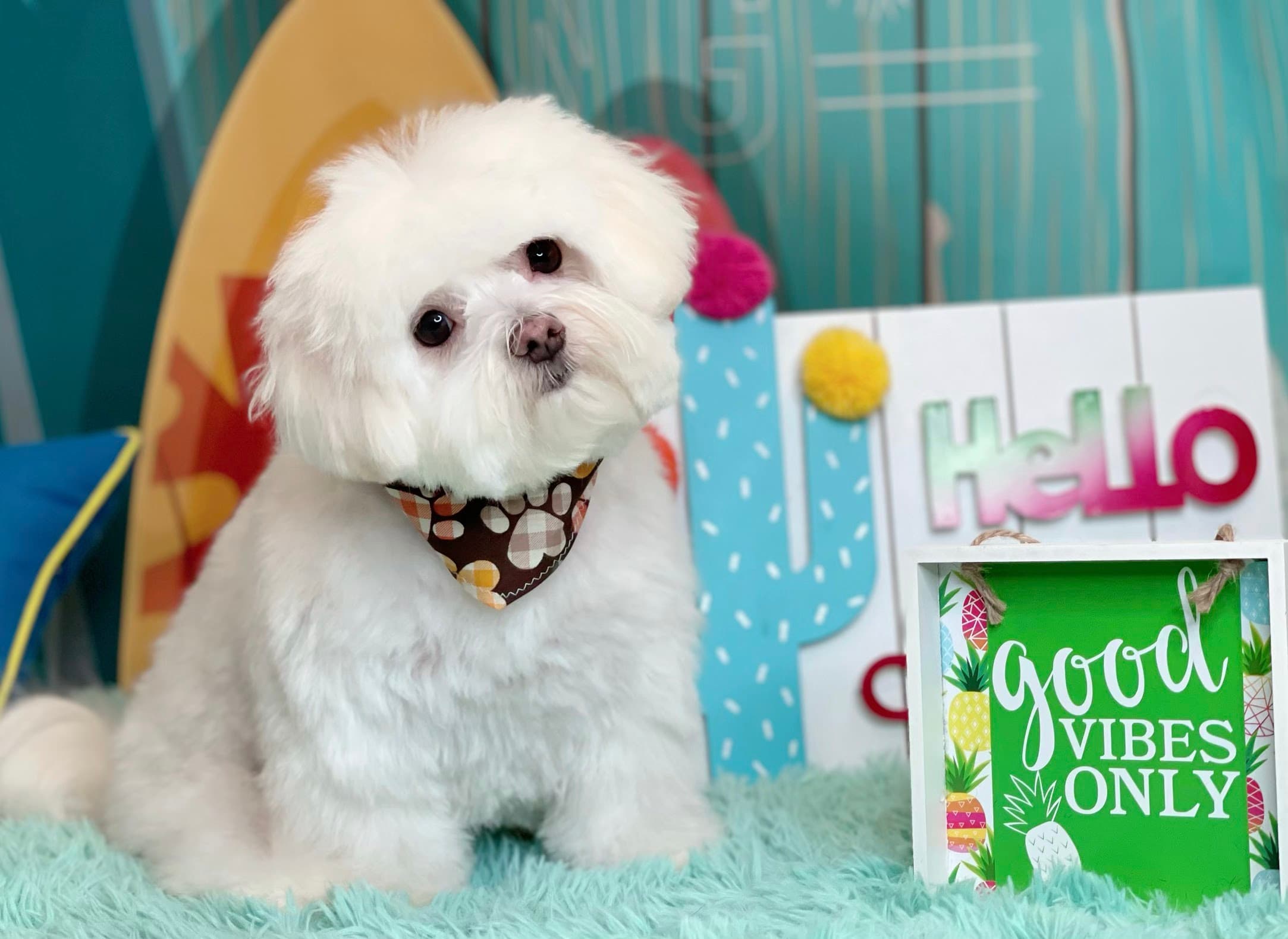 Woof! Here It Is - Pet groomer in Westchase, FL