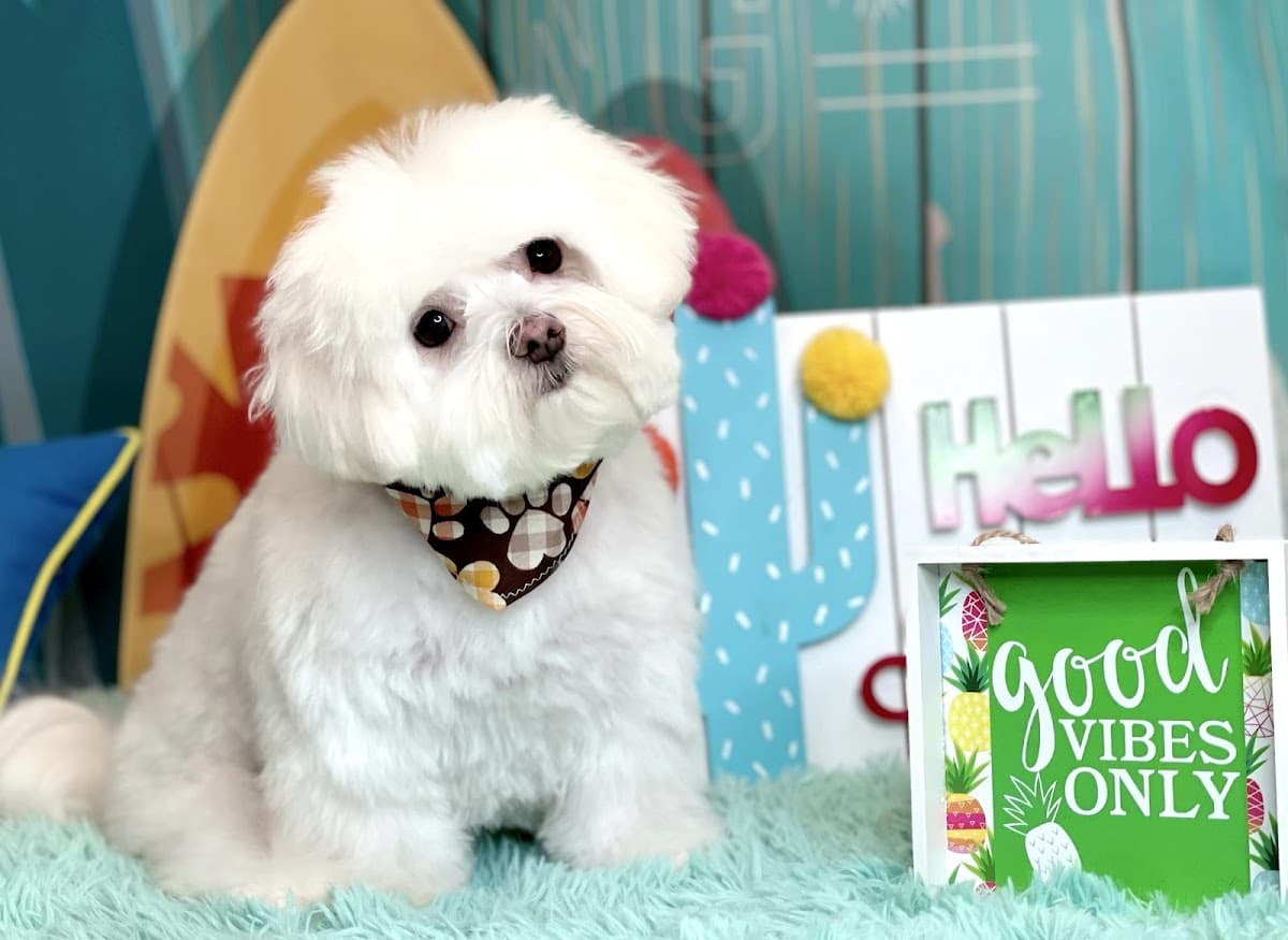 Woof! Here It Is - Pet groomer in Westchase, FL