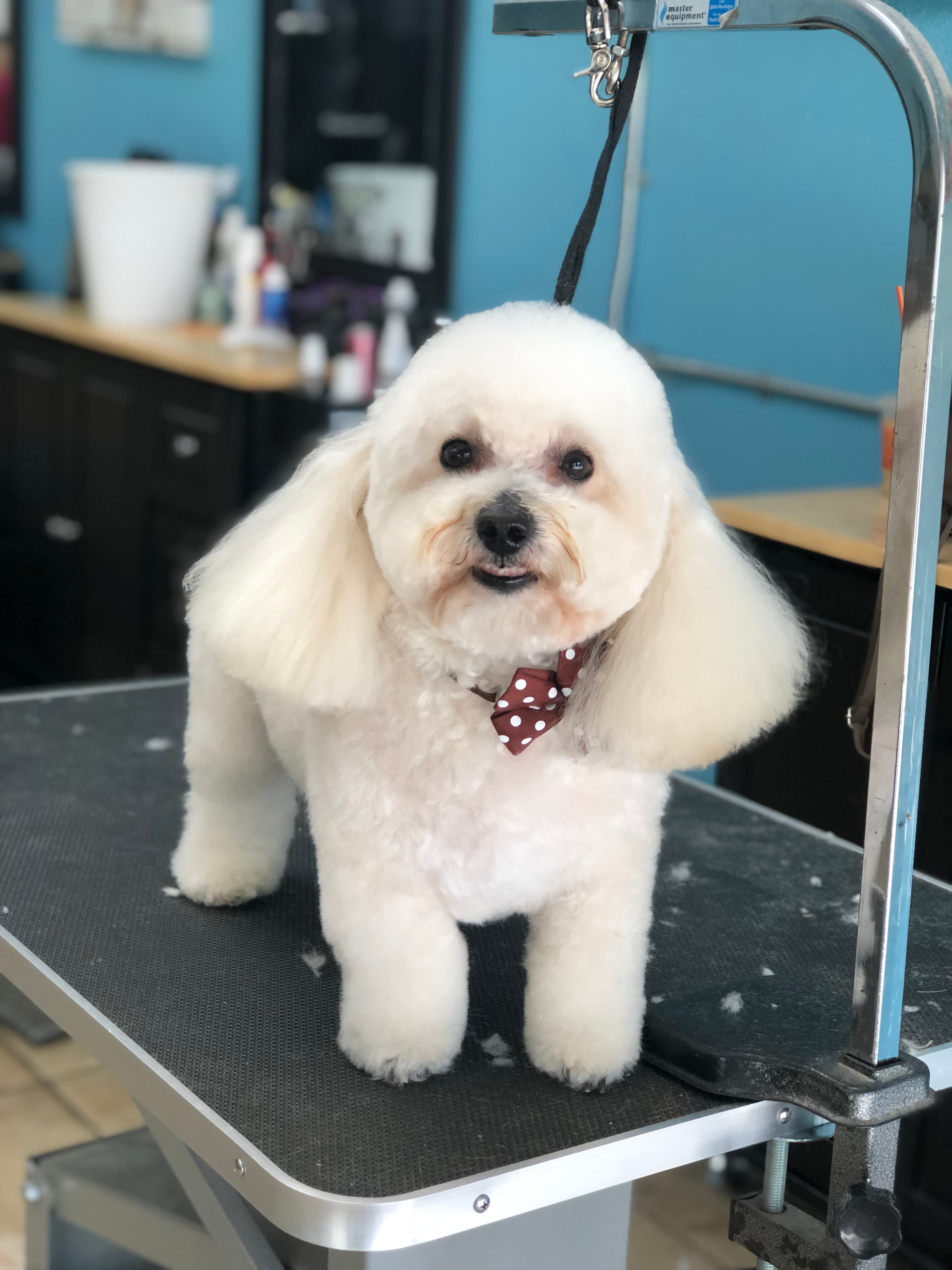 Angie's Pet Spa & Supplies - Pet groomer in Pembroke Pines, FL