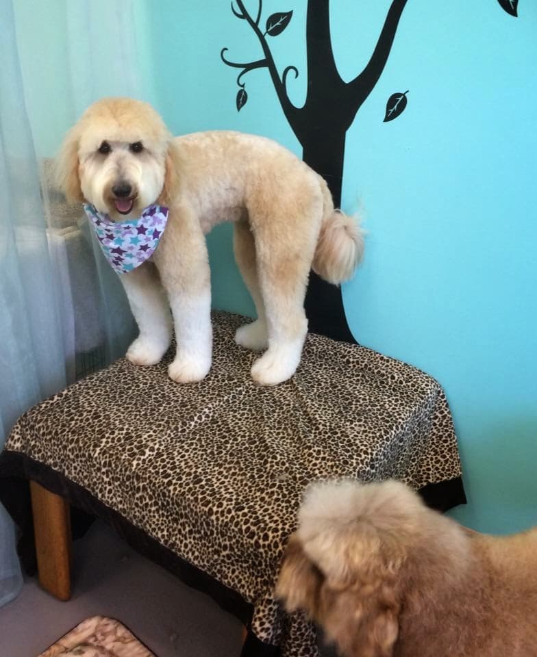 Wagging Tailz Pet Spa & Lounge - Pet groomer in Sacramento, CA