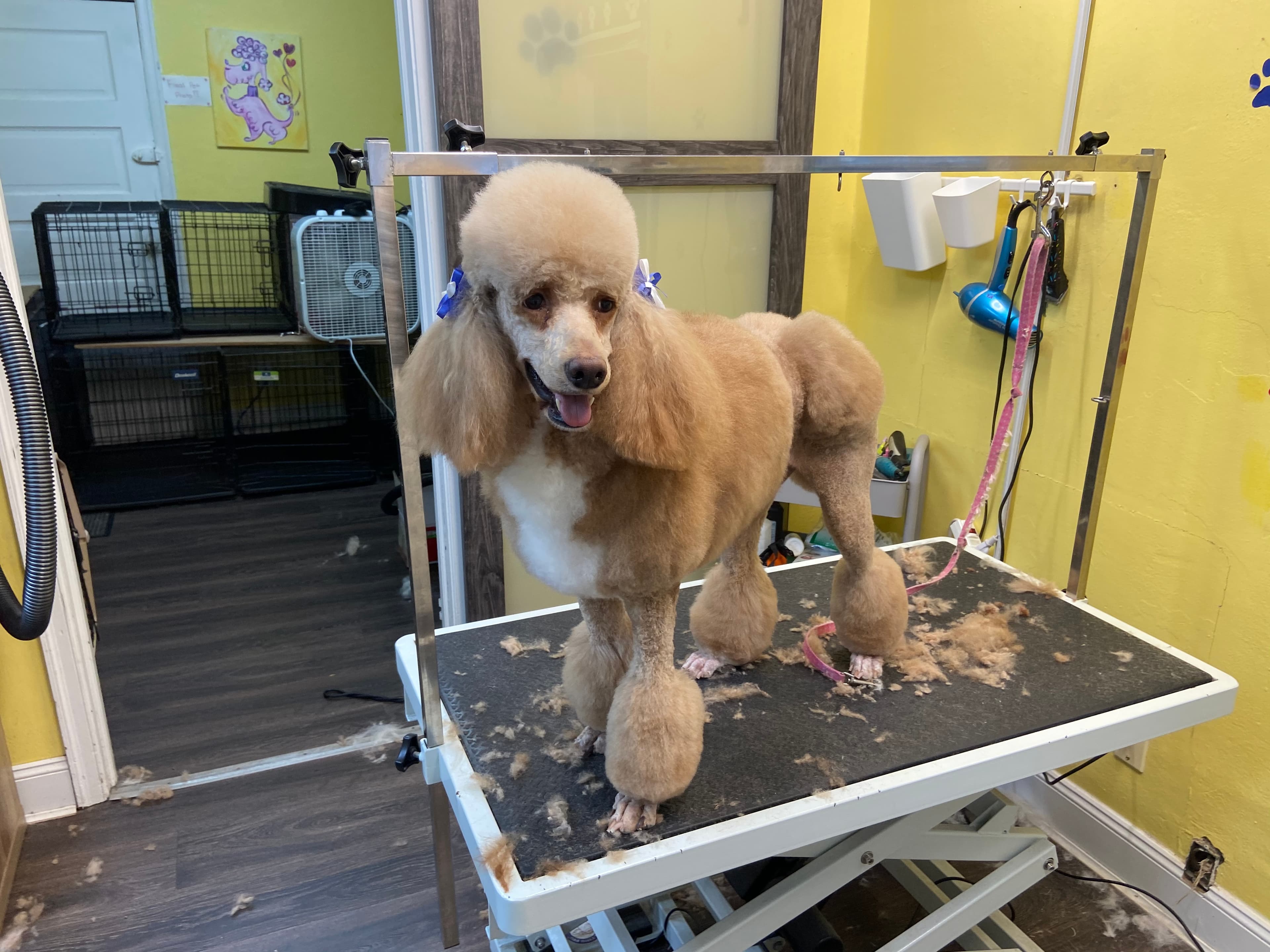 Puppy Love Grooming - Pet groomer in Pittsburgh, PA