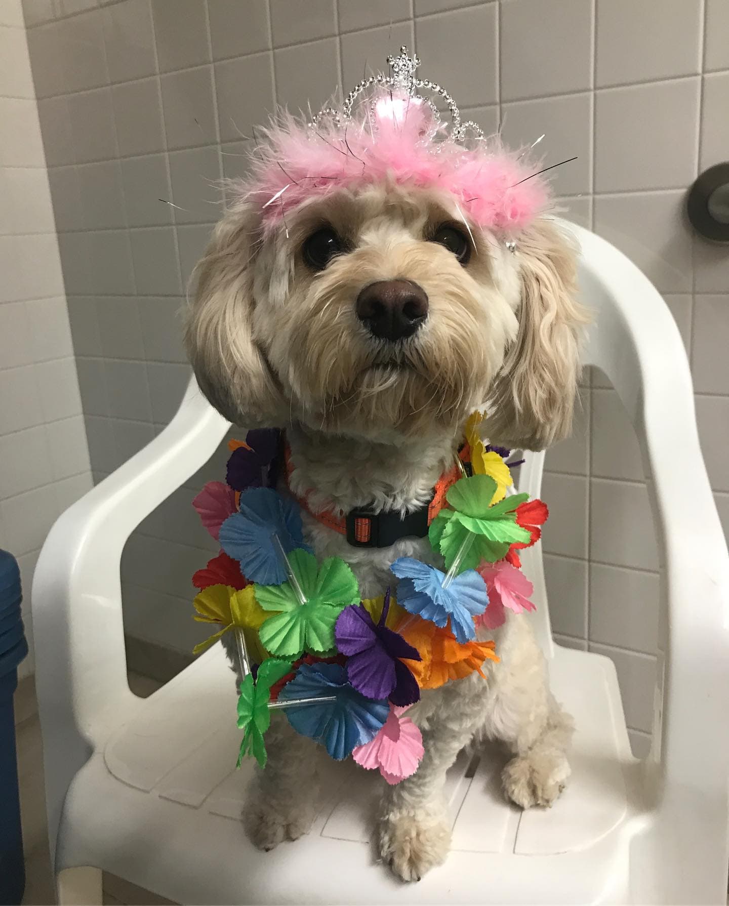 Puptown Lounge Upper Arlington - Pet groomer in Columbus, OH