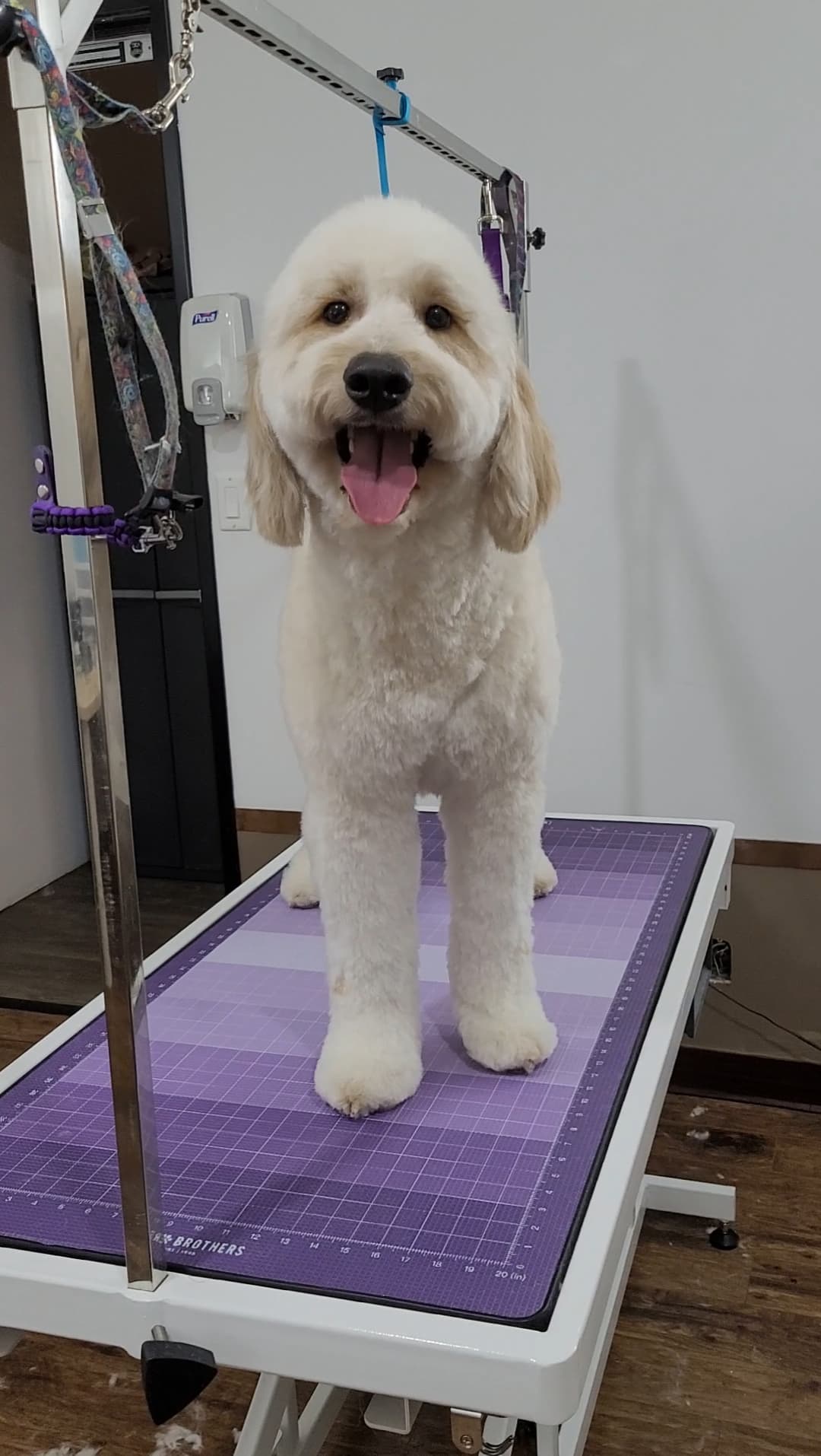 Silky Pet Spa - Pet groomer in Scottsdale, AZ