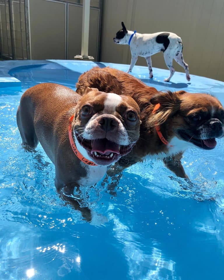 PetSuites San Antonio Airport - Pet groomer in San Antonio, TX