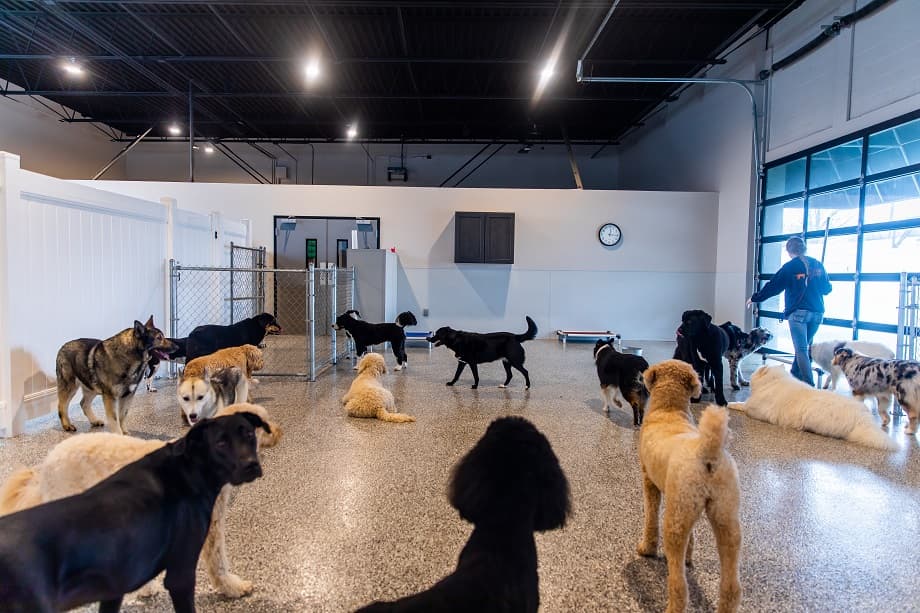 Canine To Five - Pet groomer in Commerce Township, MI
