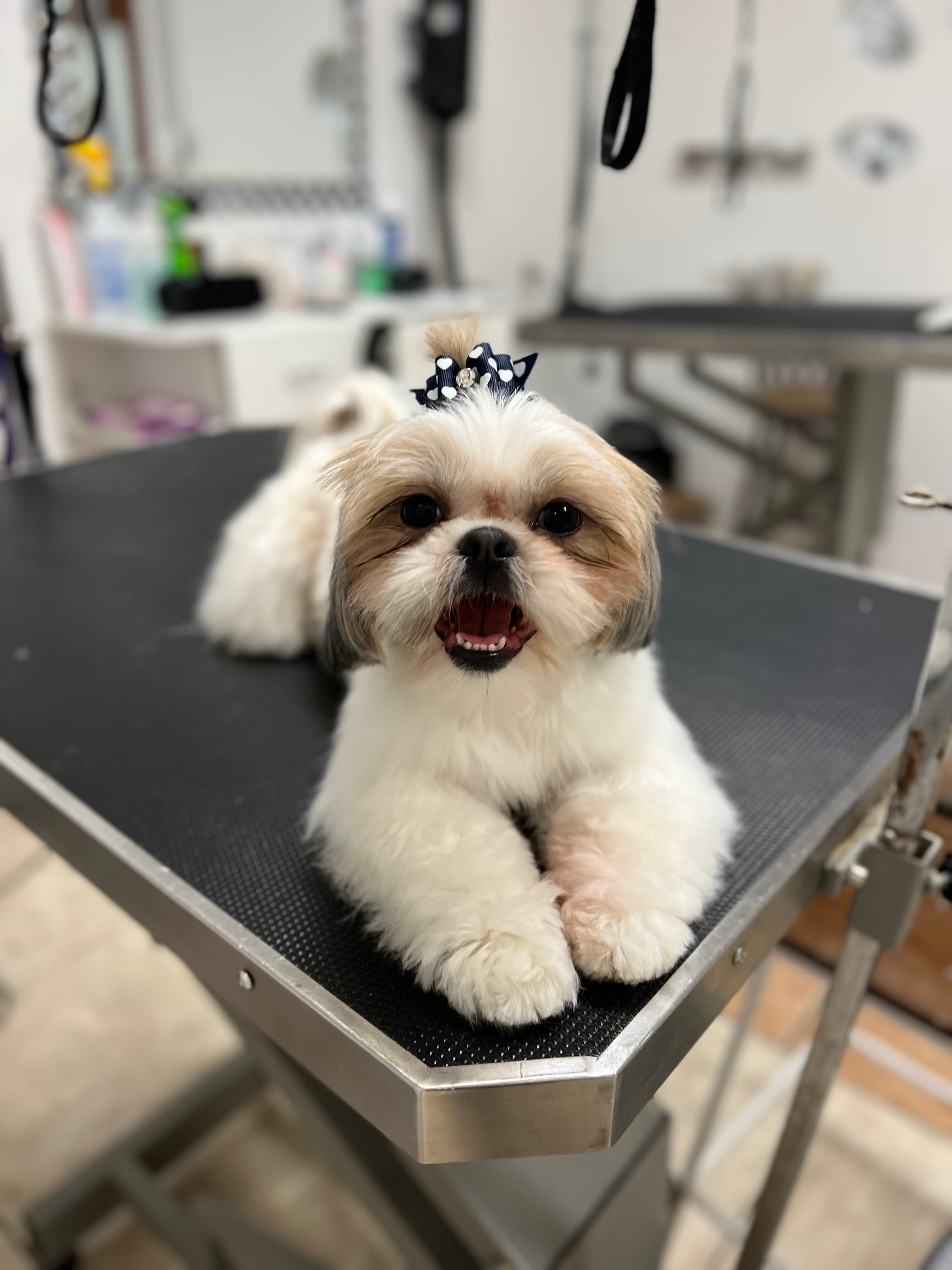 Fashion Pet Grooming - Pet groomer in Houston, TX