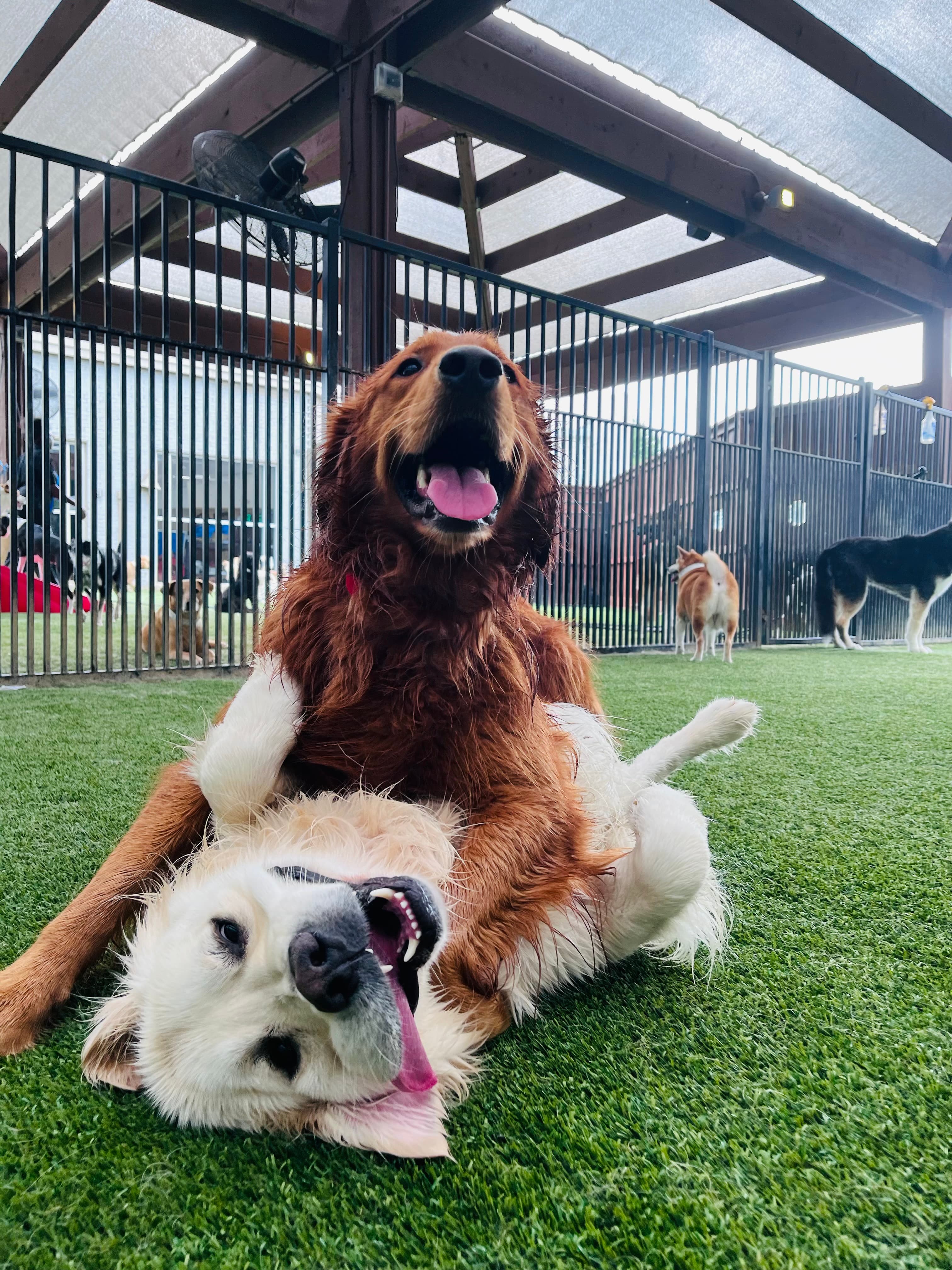 All American Pet Resorts Dallas - Pet groomer in Dallas, TX