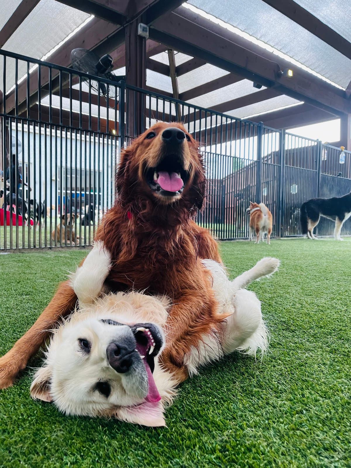 All American Pet Resorts Dallas - Pet groomer in Dallas, TX