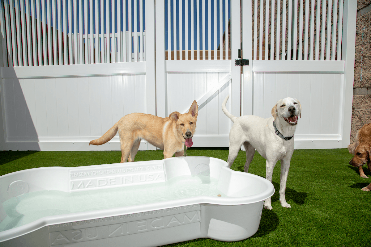 Camp Bow Wow Plymouth - Pet groomer in Plymouth, MN