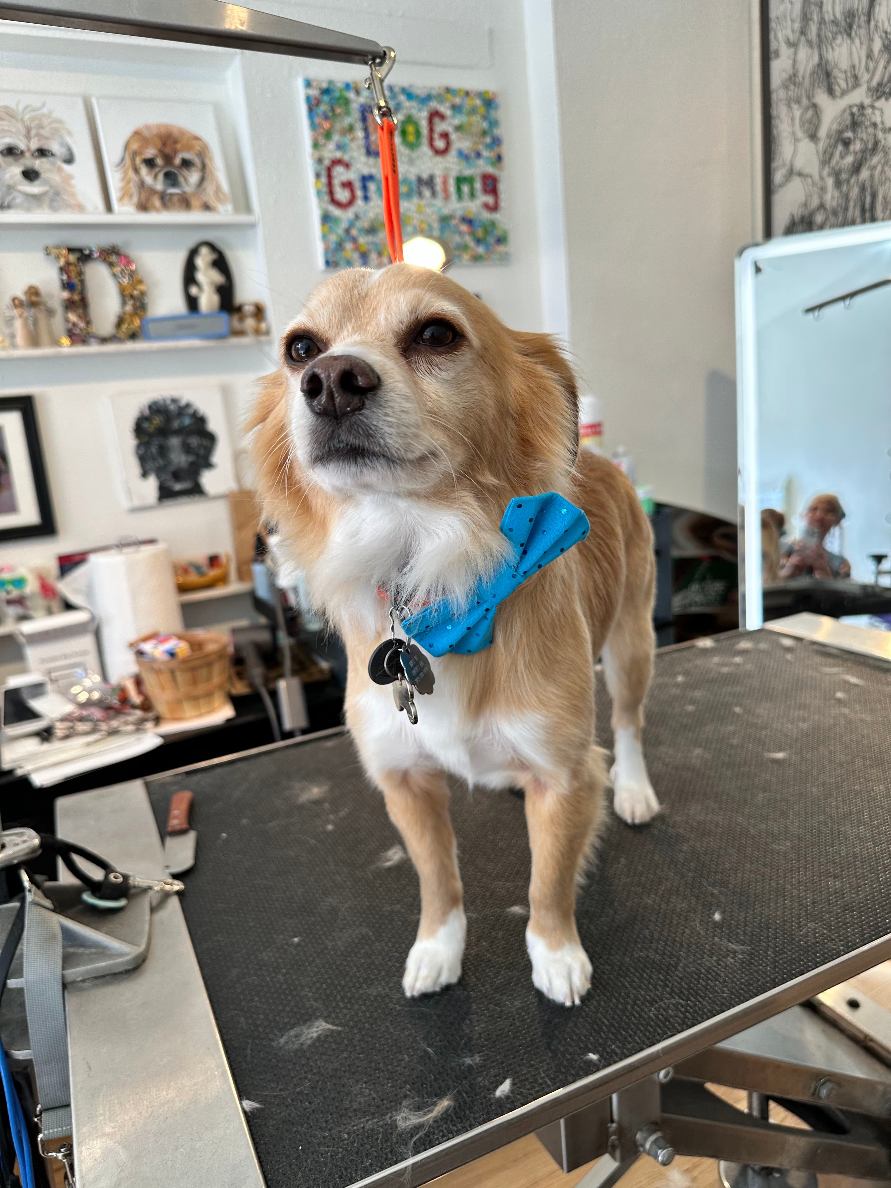 The Wag Shop - Dog Grooming - Pet groomer in Denver, CO