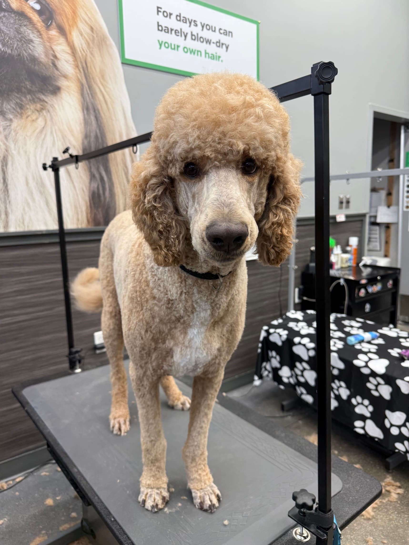 Pet Supplies Plus San Antonio - Bulverde Grooming - Pet groomer in San Antonio, TX
