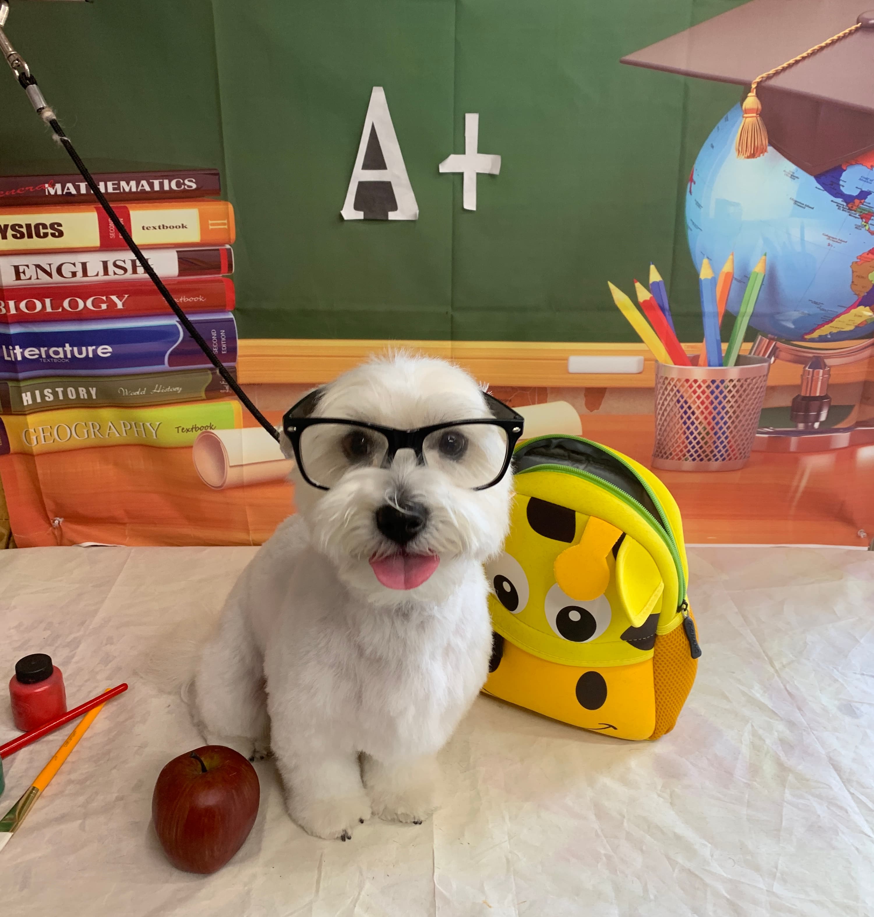 Puppy Cutz - Pet groomer in San Jose, CA
