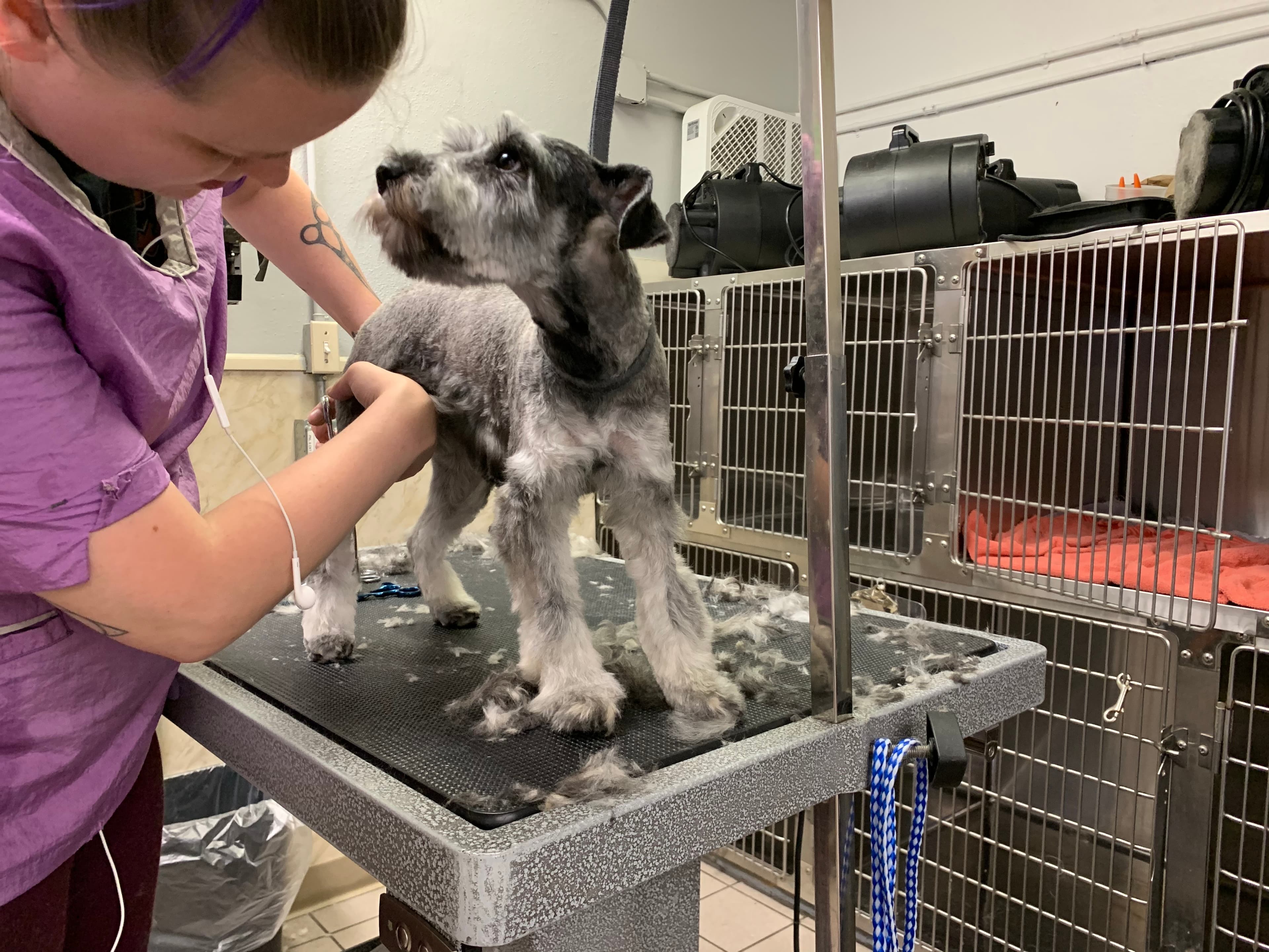 Townhouse Pet Care - Pet groomer in Portland, OR