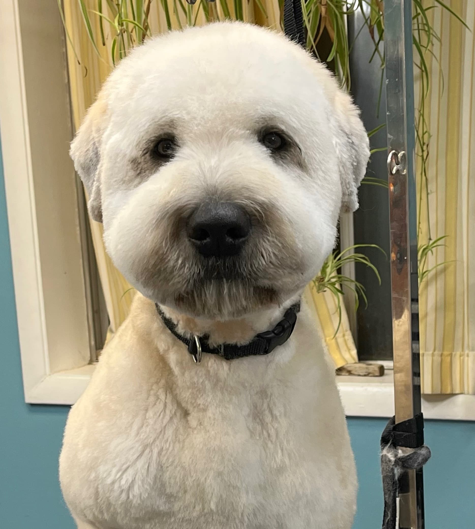 Premier Pet Salon - Pet groomer in Plymouth, MN