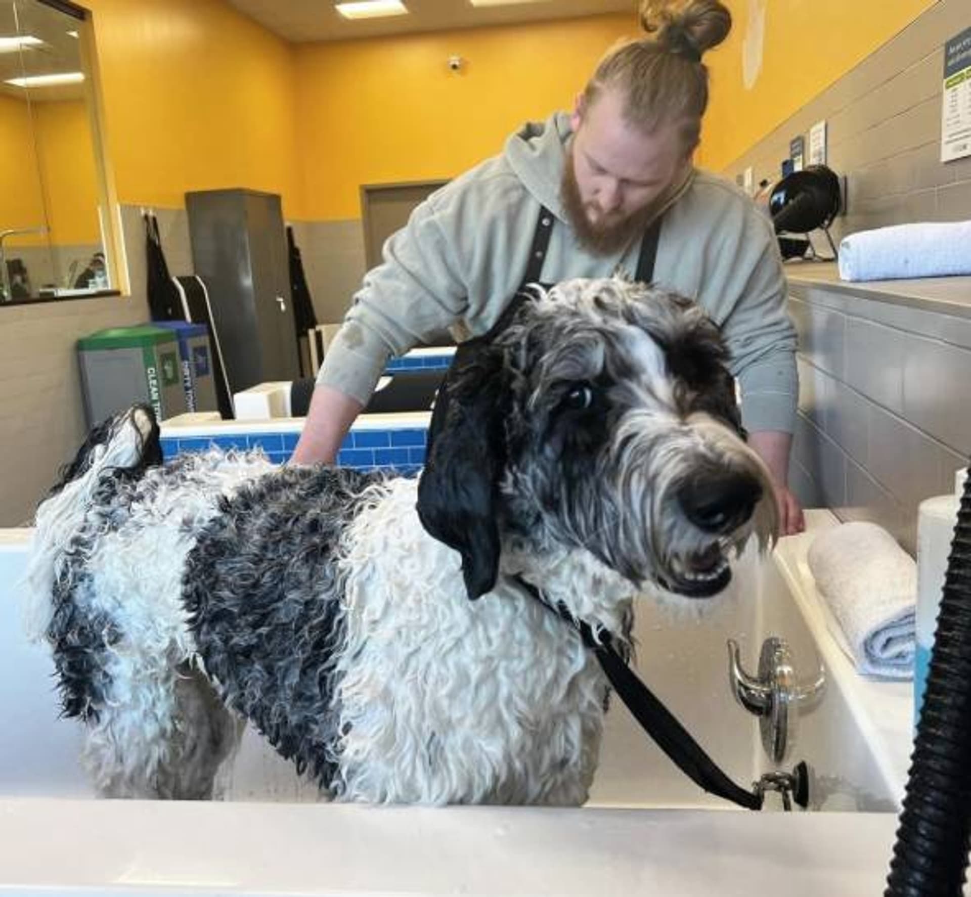 Pet Evolution - St. Paul, MN - Grooming | Self-Wash | Healthy Food | Mobile Nail Trim - Pet groomer in St Paul, MN