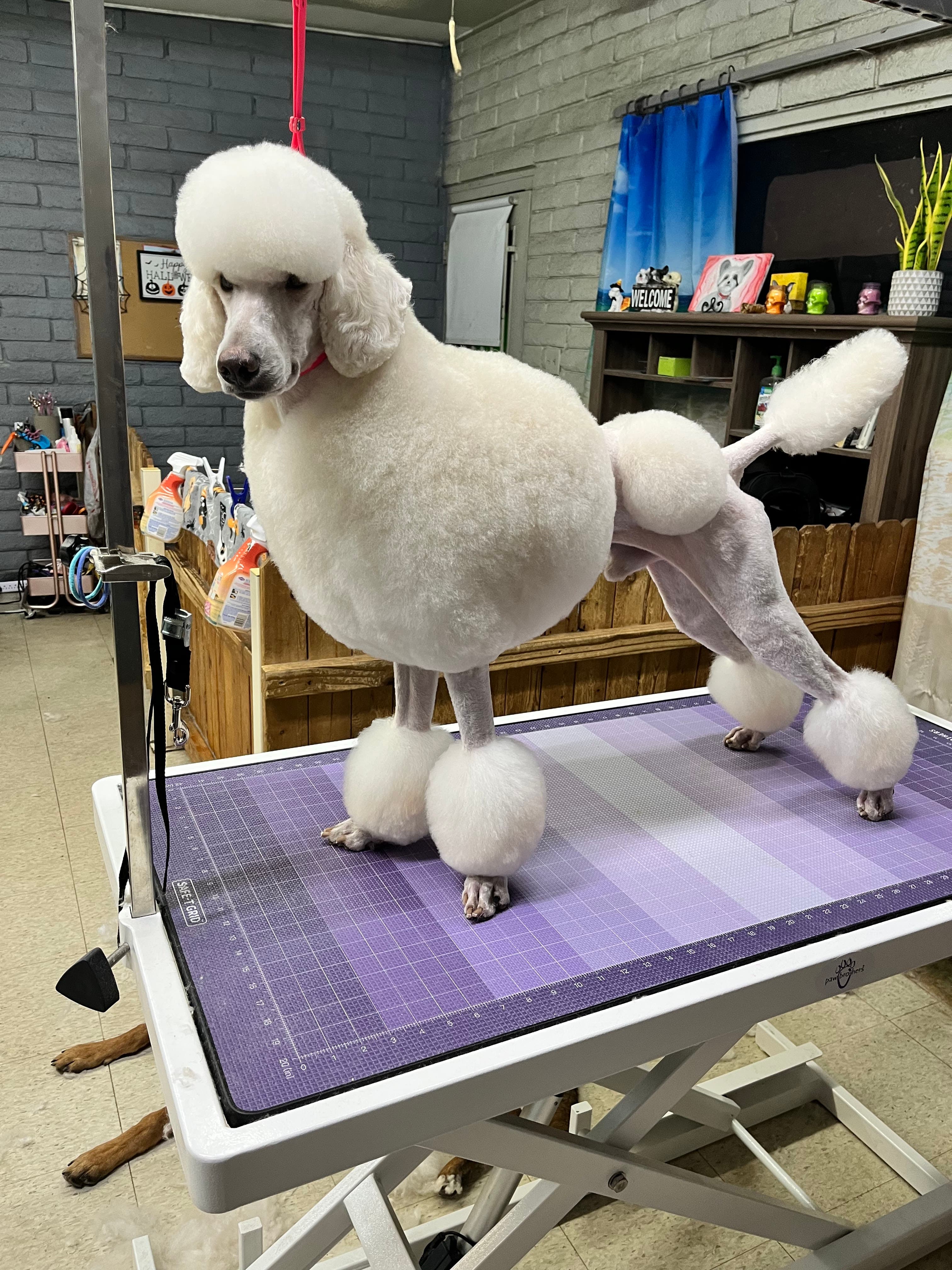 Safe Haven Dog Grooming - Pet groomer in Phoenix, AZ