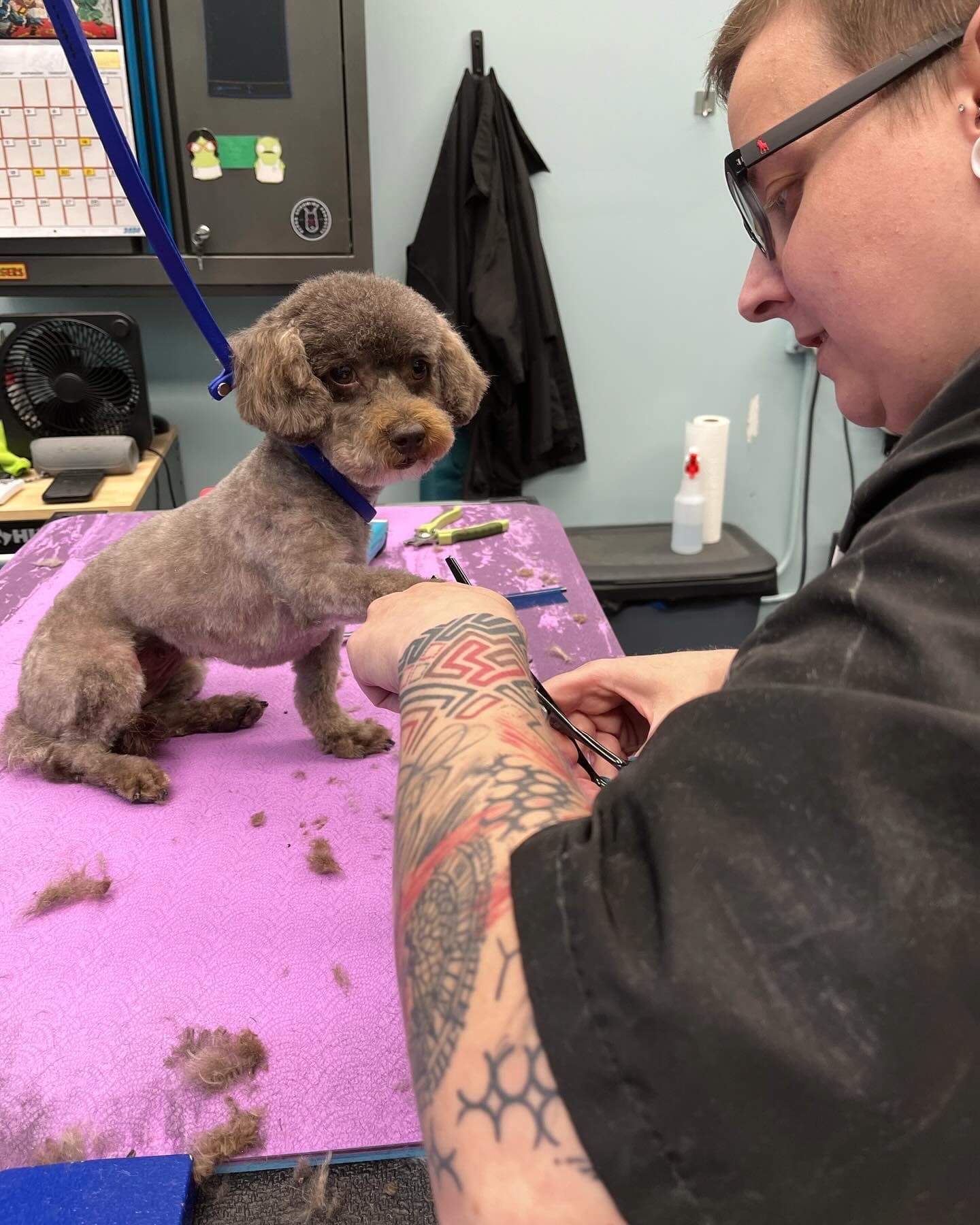 Ravenswoof - Pet groomer in Chicago, IL