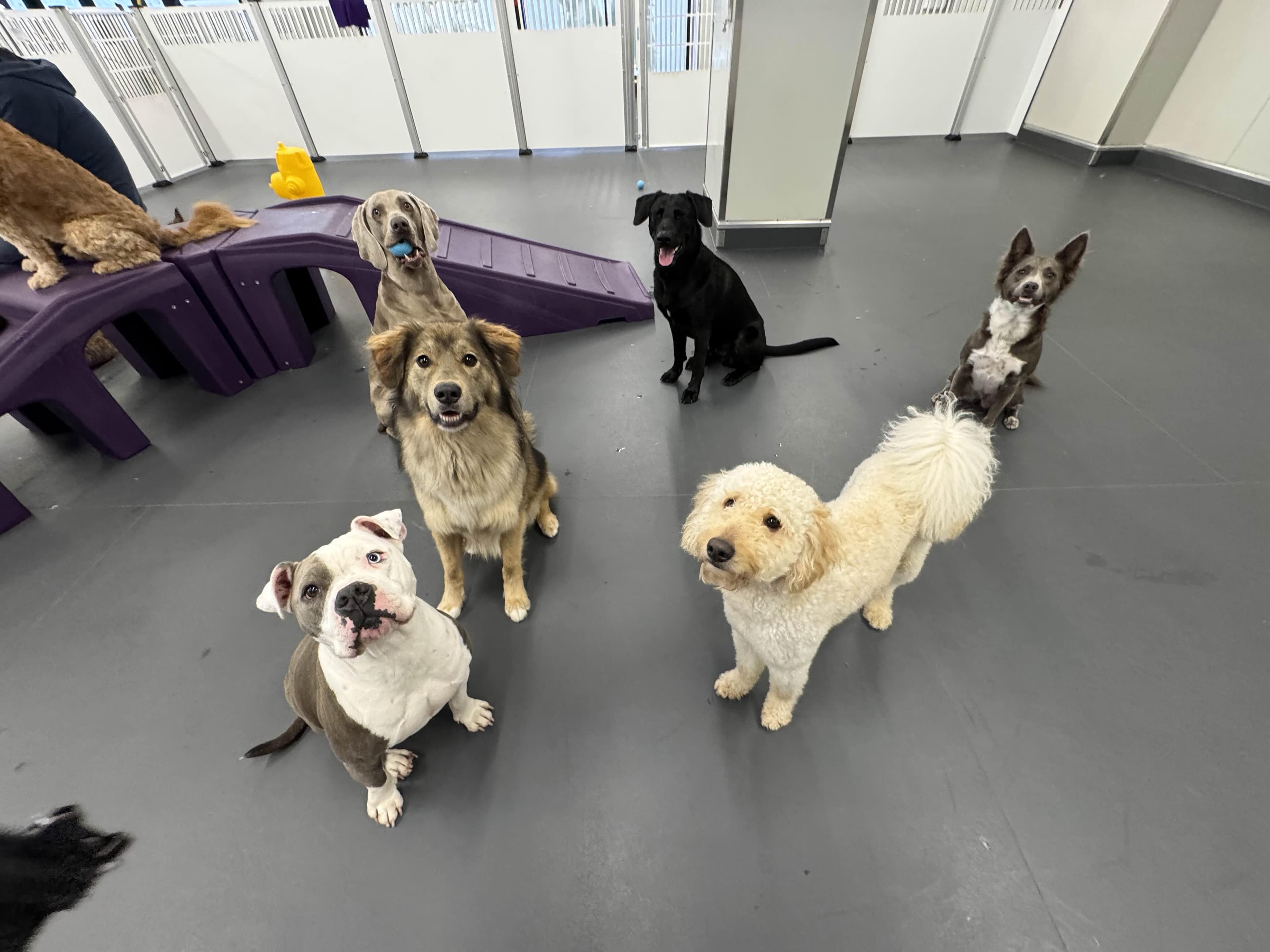 Molly's Dog Care Baltimore Peninsula - Pet groomer in Baltimore, MD
