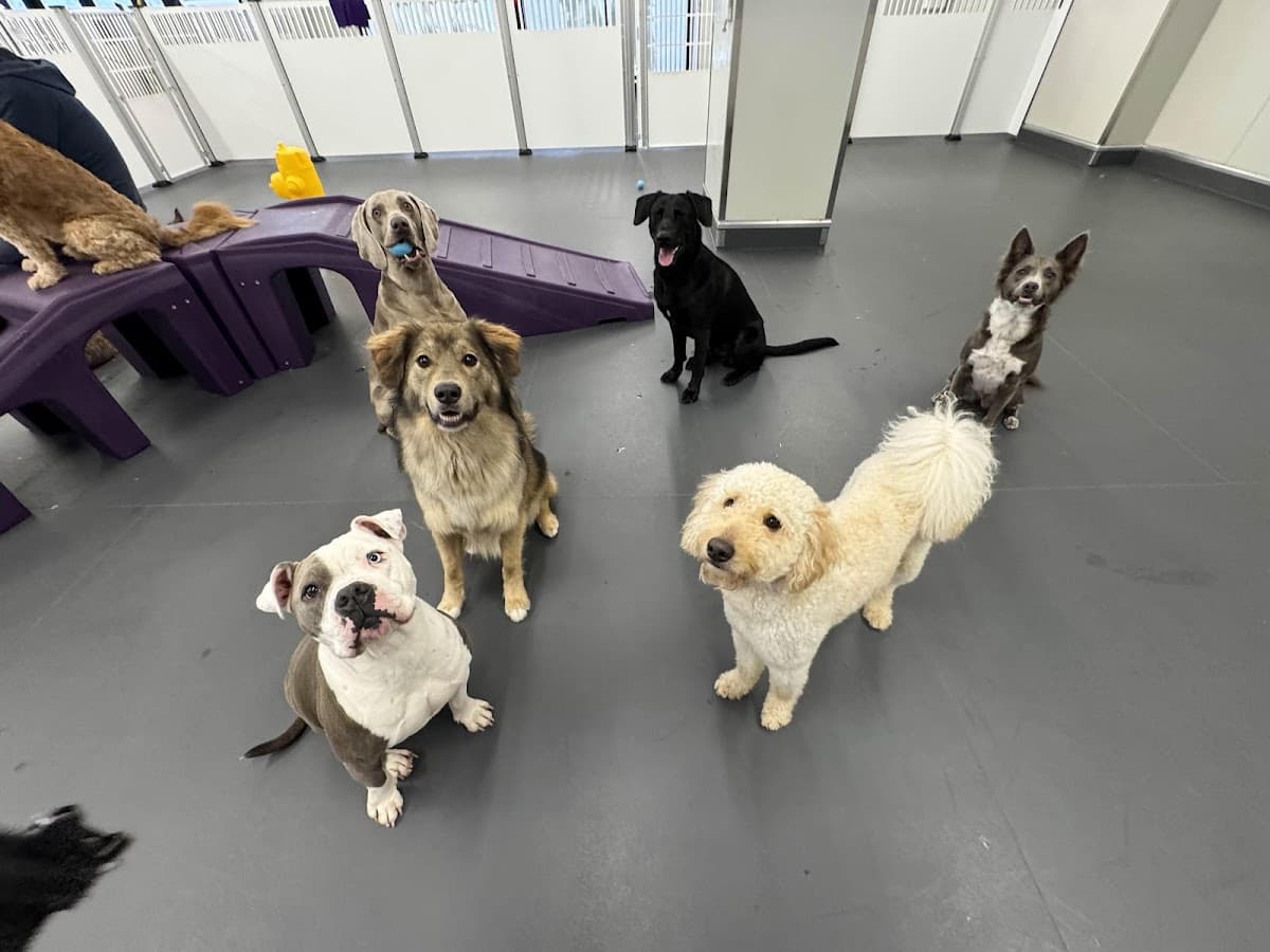 Molly's Dog Care Baltimore Peninsula - Pet groomer in Baltimore, MD