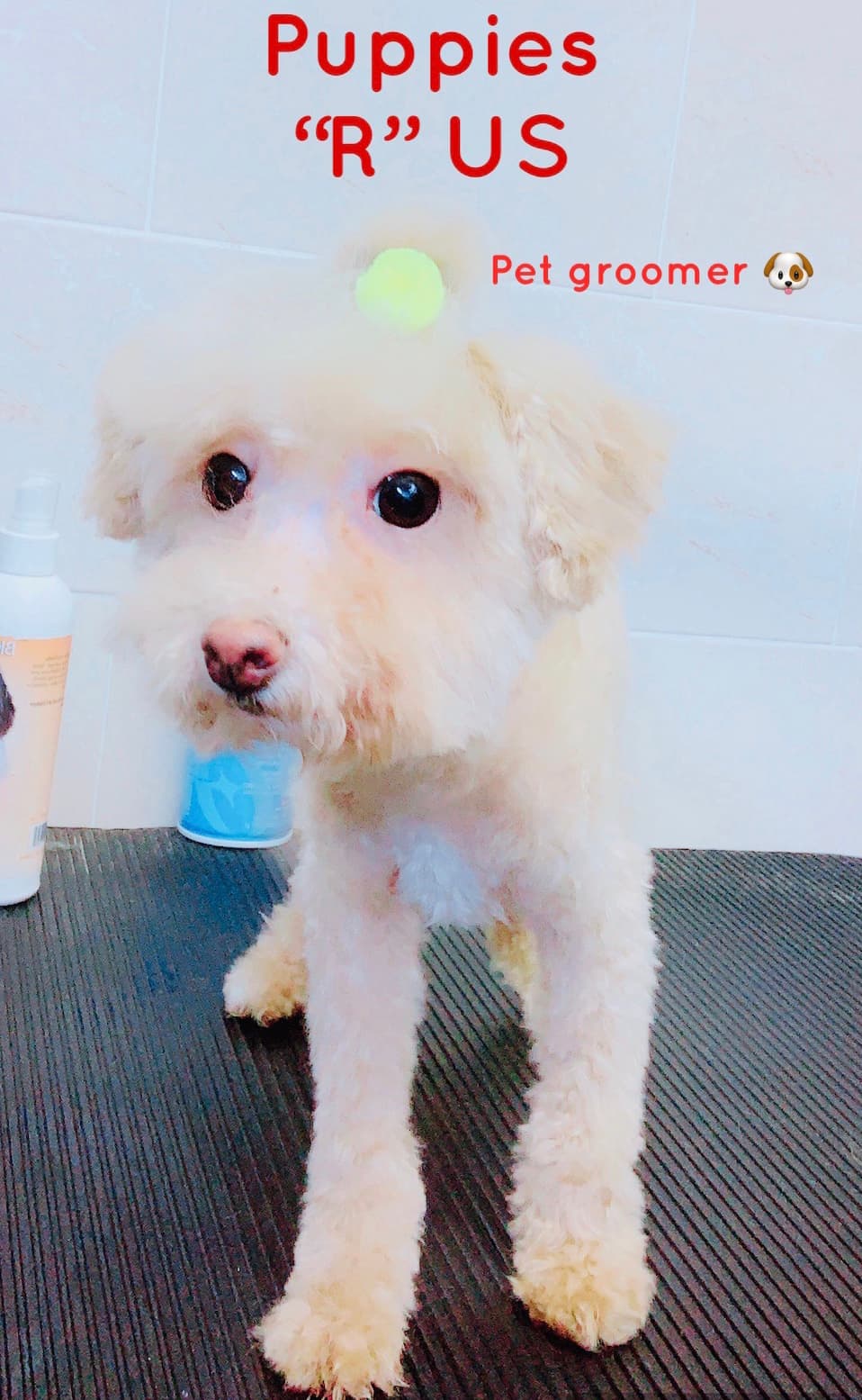 Puppies R us - Pet groomer in East Elmhurst, NY