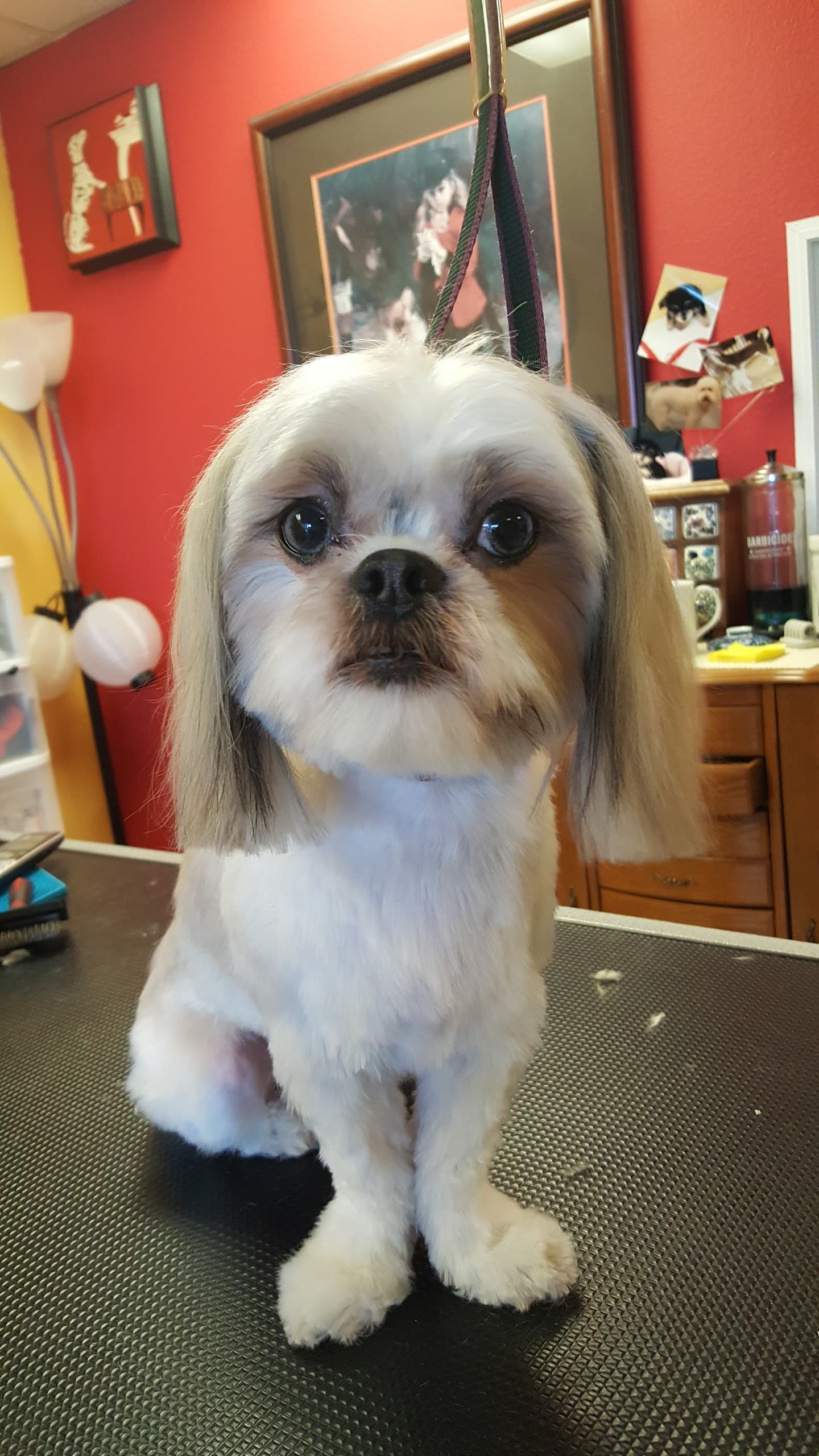 Gina's Puppy Love Salon - Pet groomer in Aurora, CO