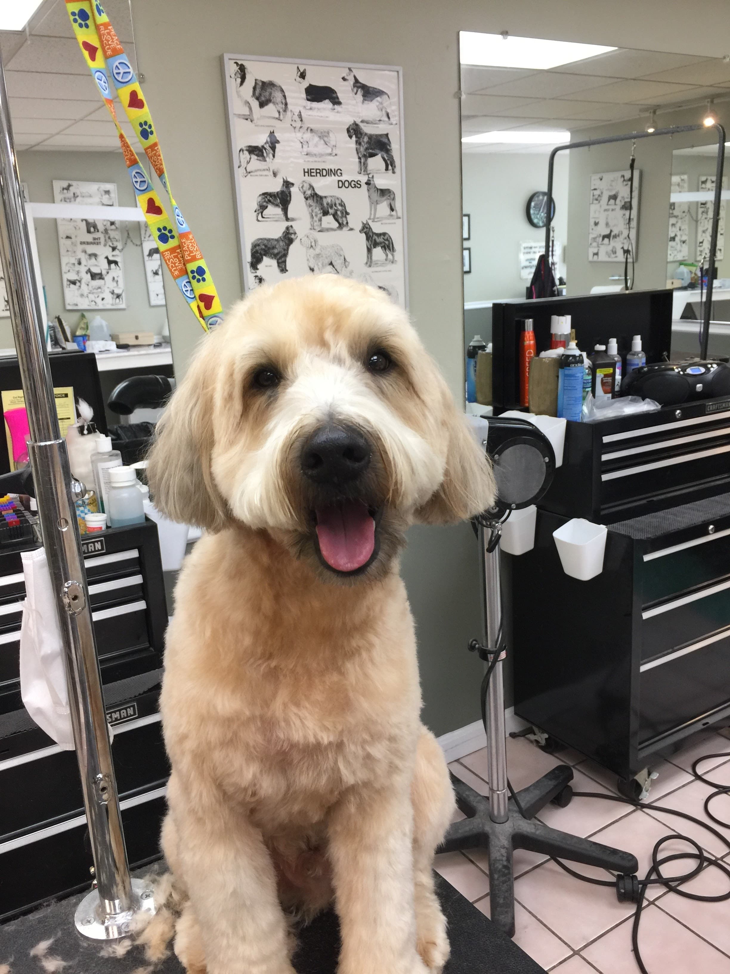 All God's Creatures - Pet groomer in Pittsburgh, PA