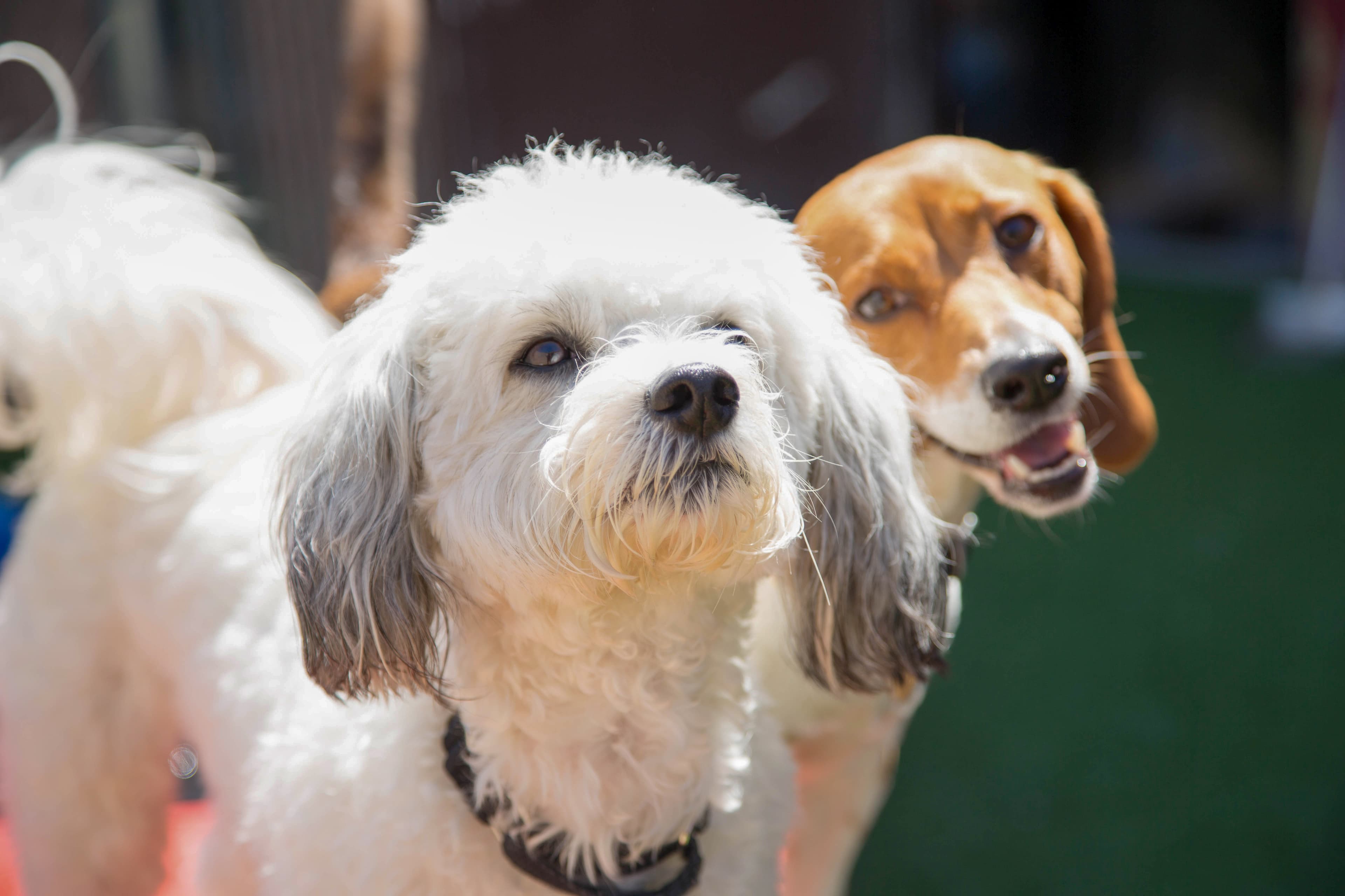 Camp Bow Wow Smyrna - Pet groomer in Smyrna, TN