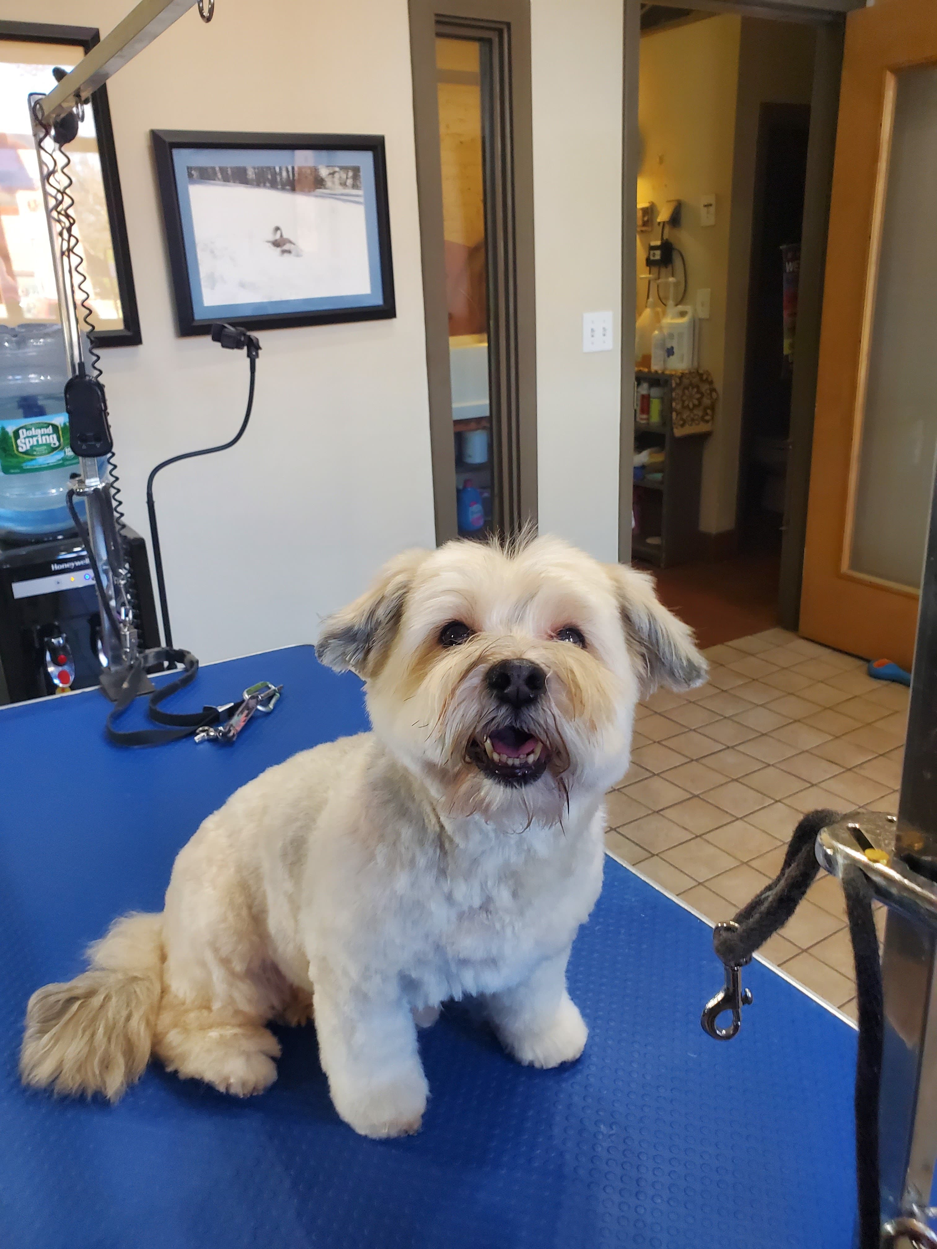 Jeana's Dirty Dog Salon and Kitties Too - Pet groomer in Cambridge, MA