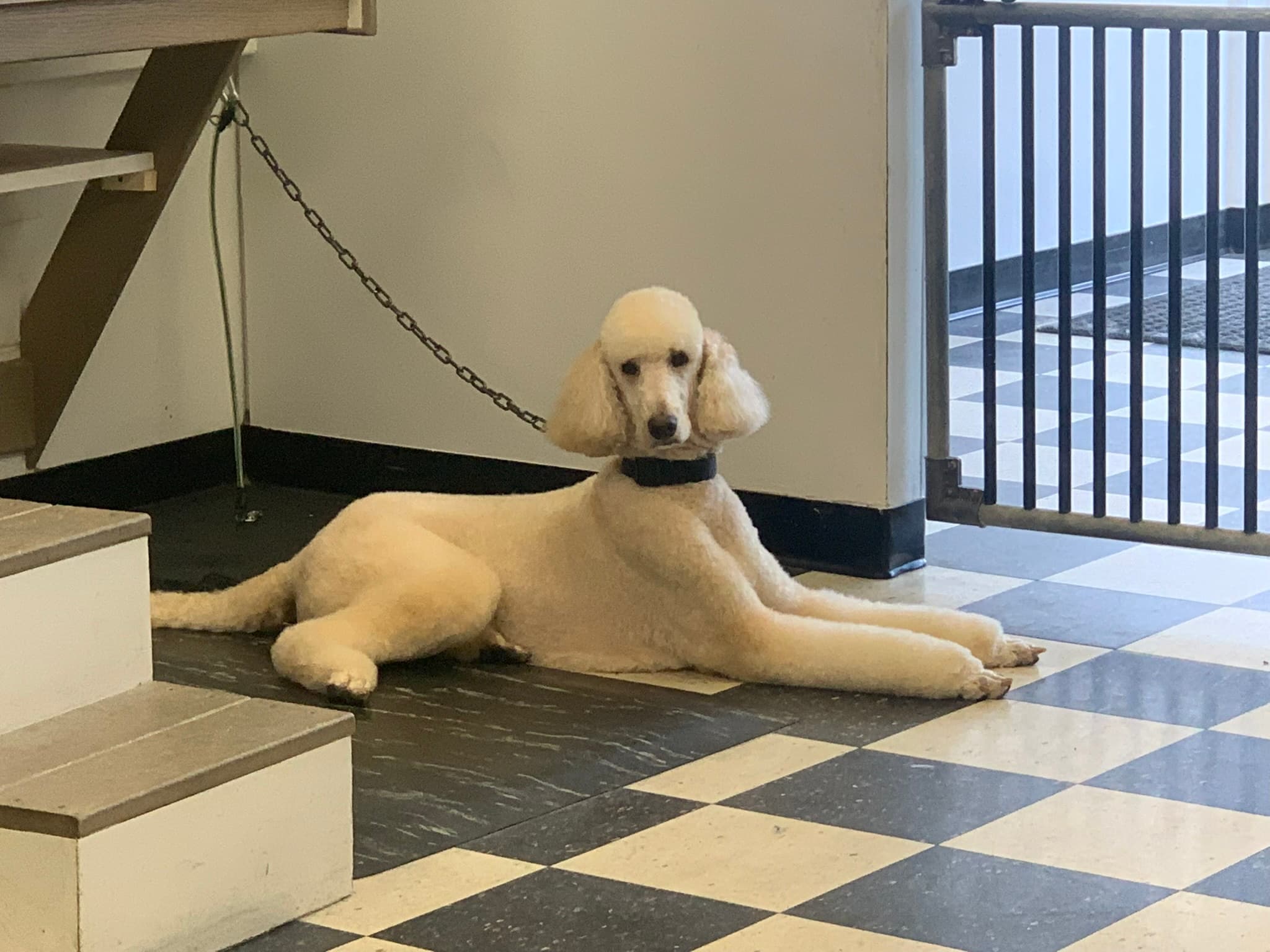 Catherine's Pet Parlor - Pet groomer in Royal Oak, MI