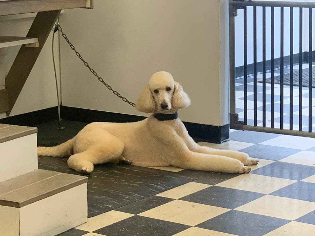 Catherine's Pet Parlor - Pet groomer in Royal Oak, MI