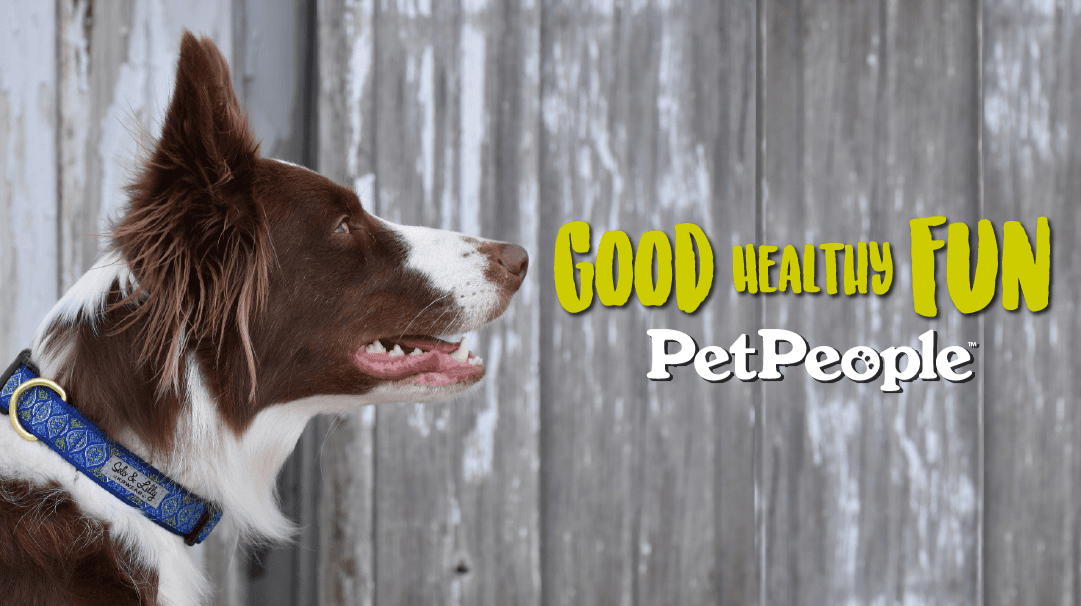 Hollywood Feed - Pet groomer in Aurora, IL