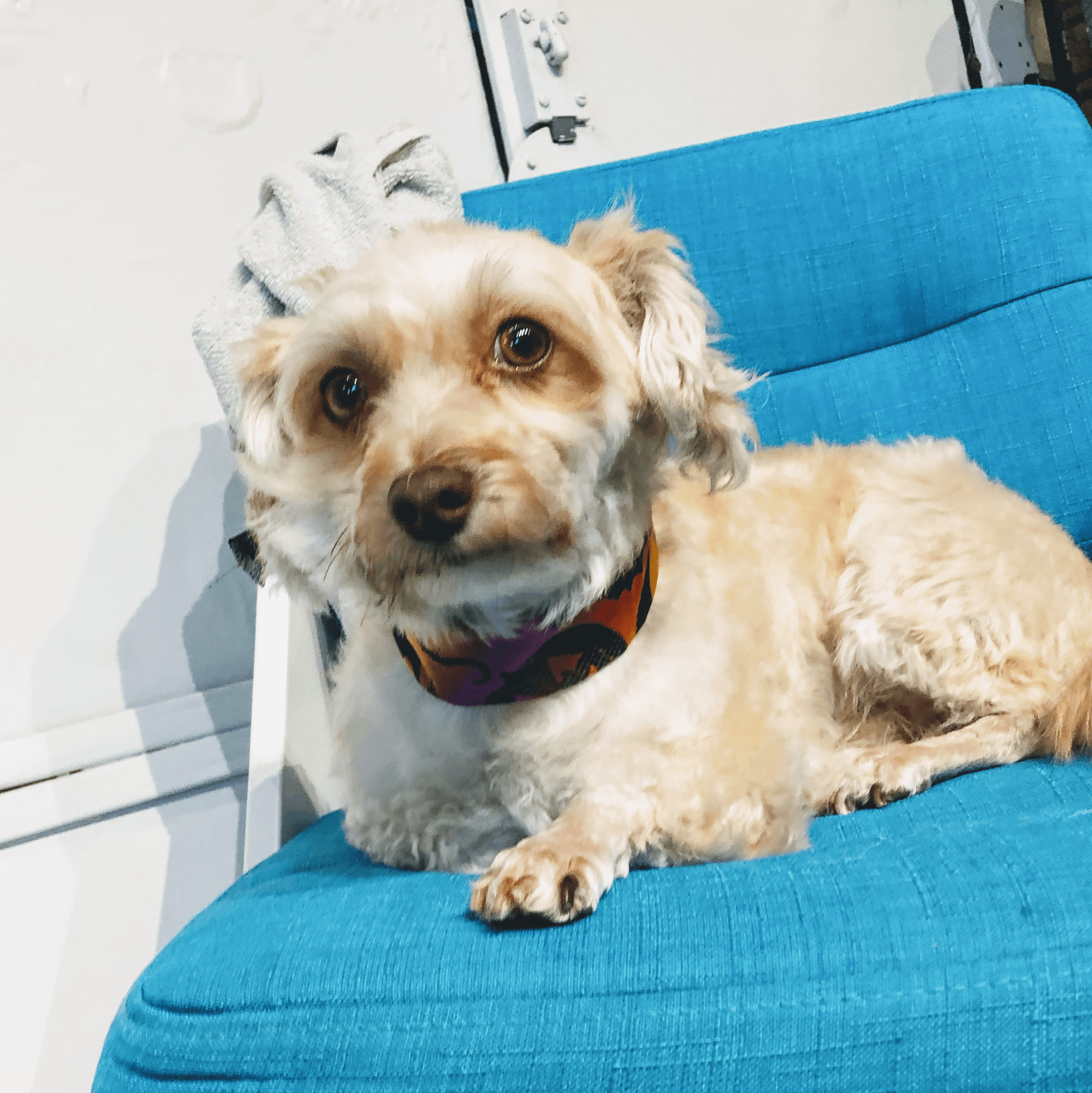 Bruno's Place DIY Dog Wash (self-serve only) NOT A GROOMER - Pet groomer in Dallas, TX