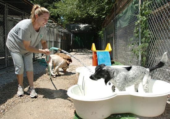 Country Acres Pet Resort - Pet groomer in Manchester, MO