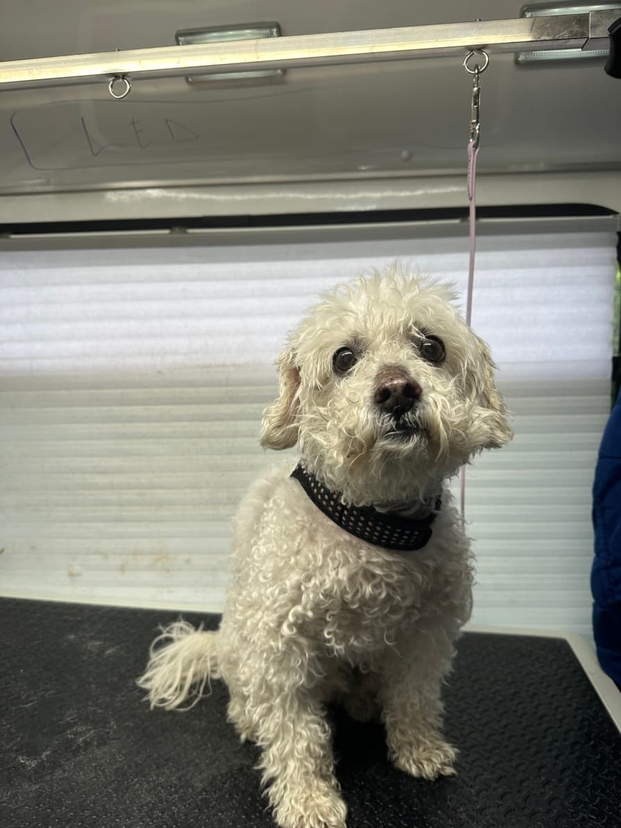 Art Pet Mobile Grooming - Pet groomer in San Jose, CA