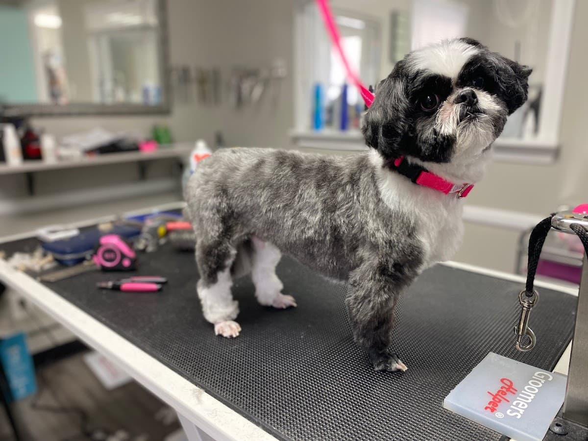 Shaggy Chic Pet Grooming - Pet groomer in Lutherville, MD