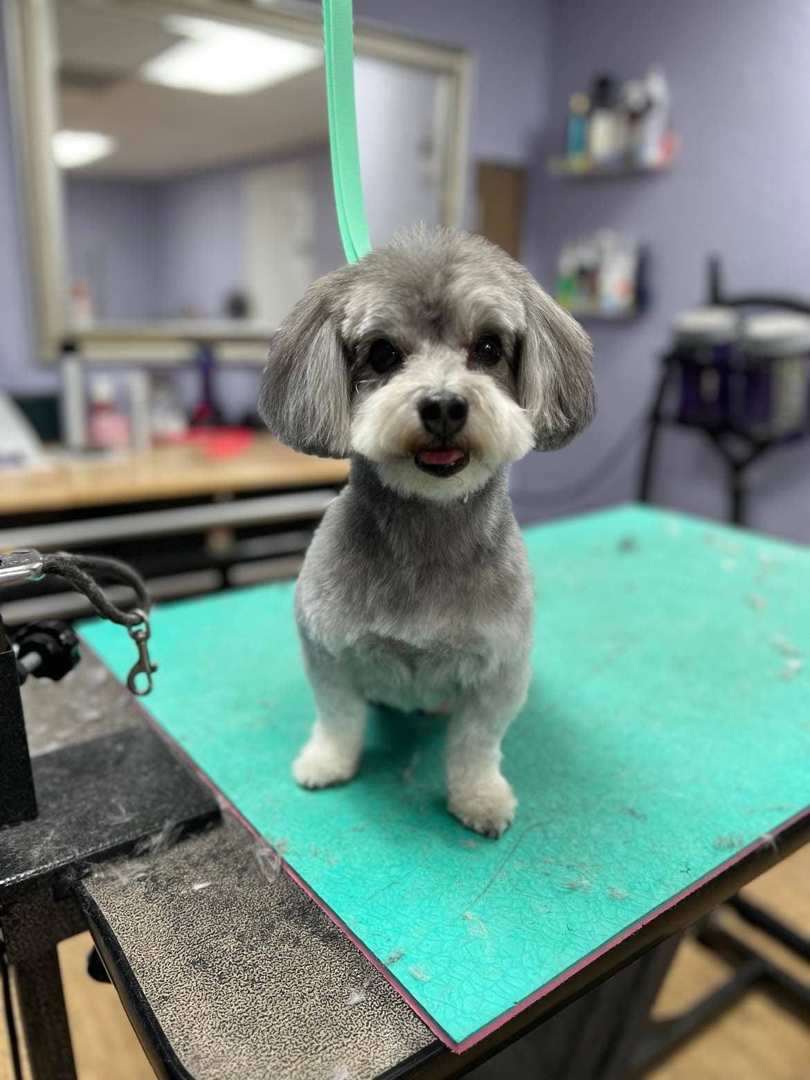 As The Fur Flies - Pet groomer in Austin, TX