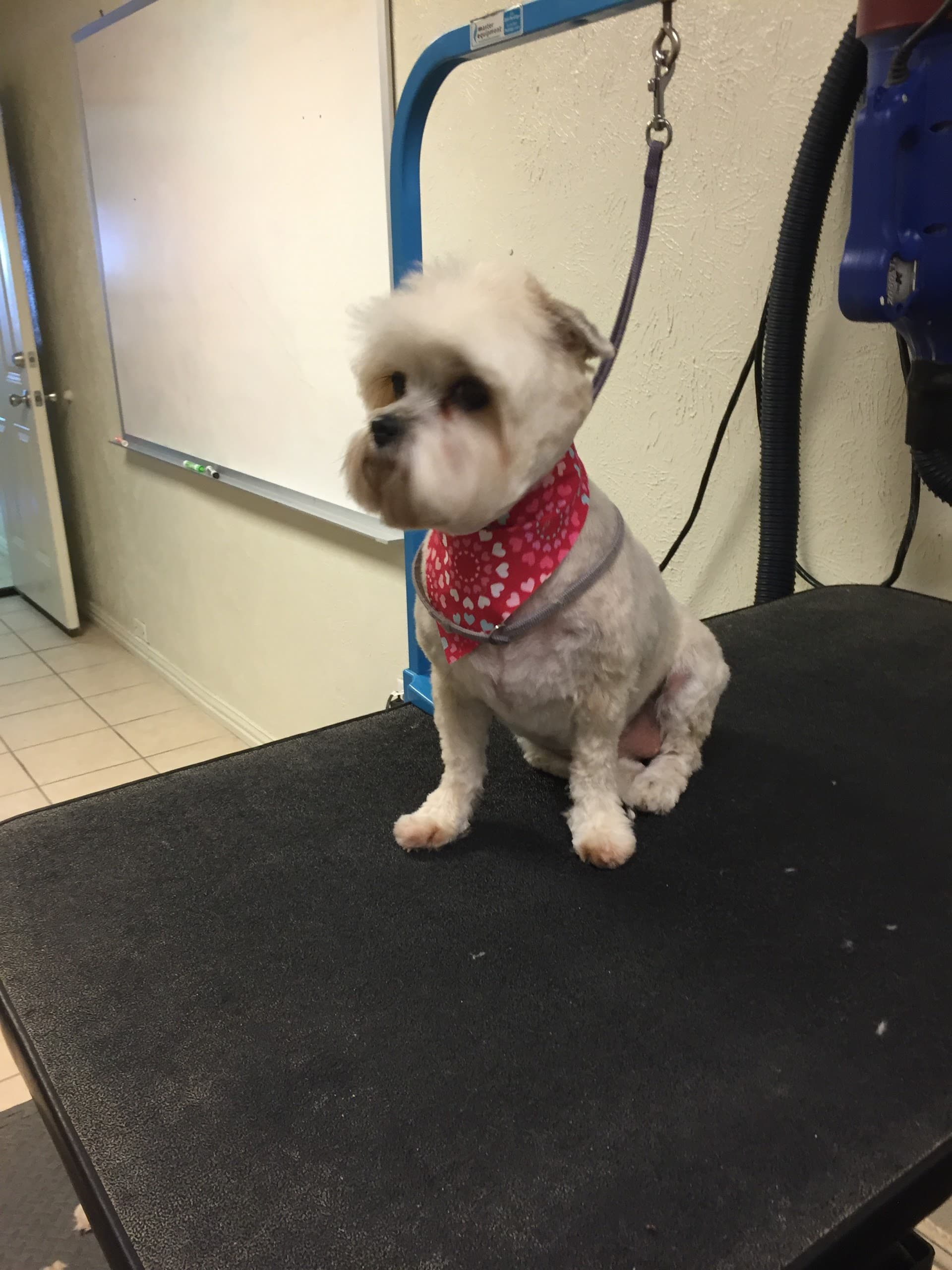 Cristina's Dog Grooming - Pet groomer in Dallas, TX