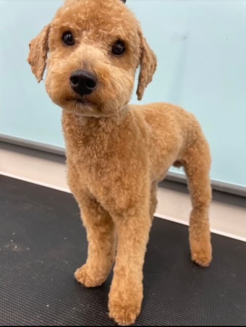 Pet Supplies Plus Houston (Braes Heights) Grooming - Pet groomer in Houston, TX
