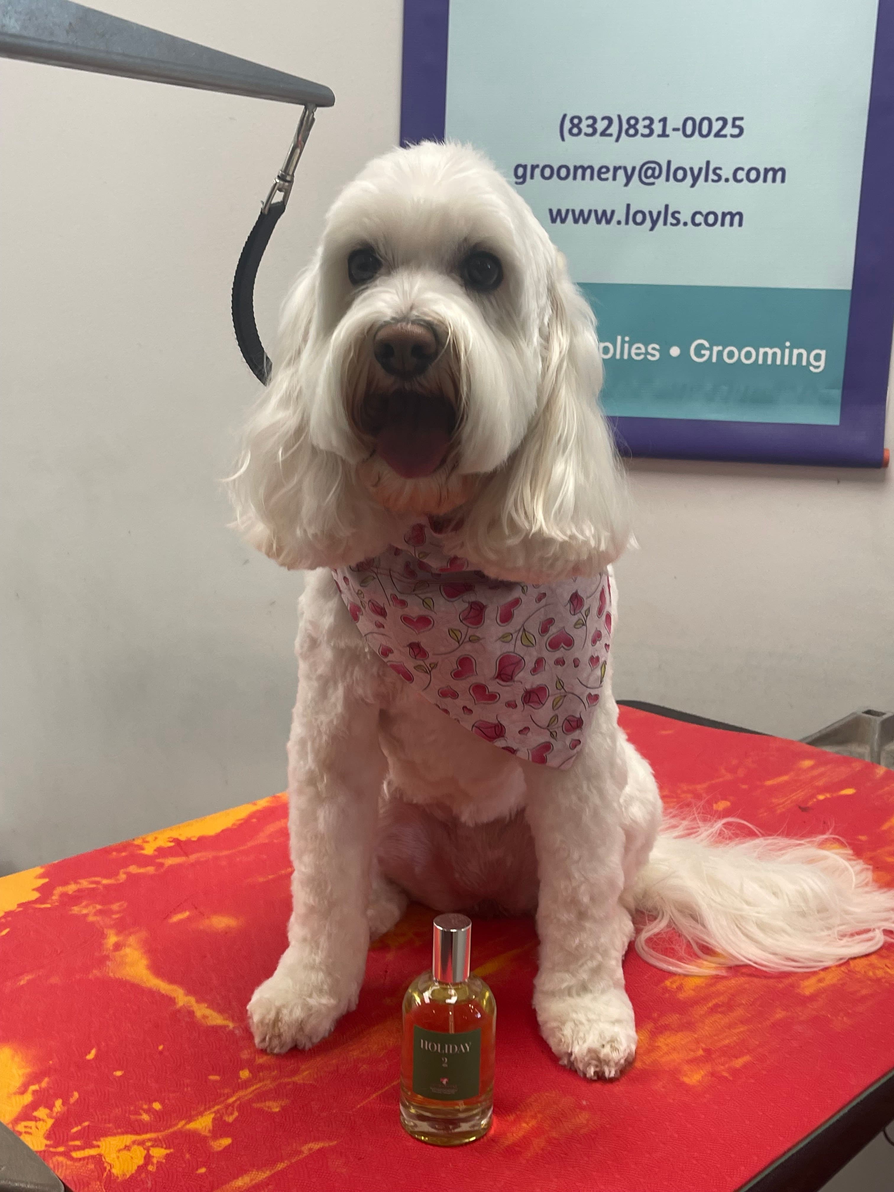 Loyl's Natural Pet Grocery & Groomery - Pet groomer in Houston, TX