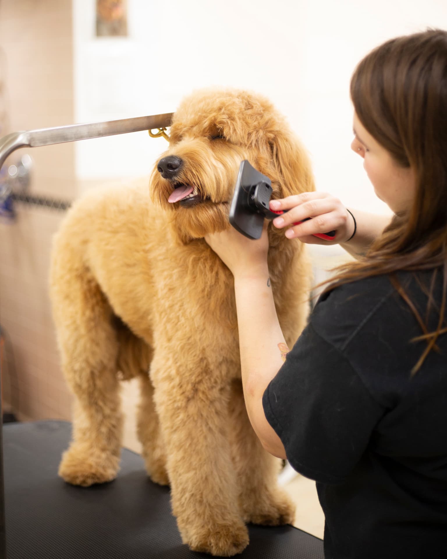 The Dog Stop- Strip District, Pittsburgh, PA - Pet groomer in Pittsburgh, PA