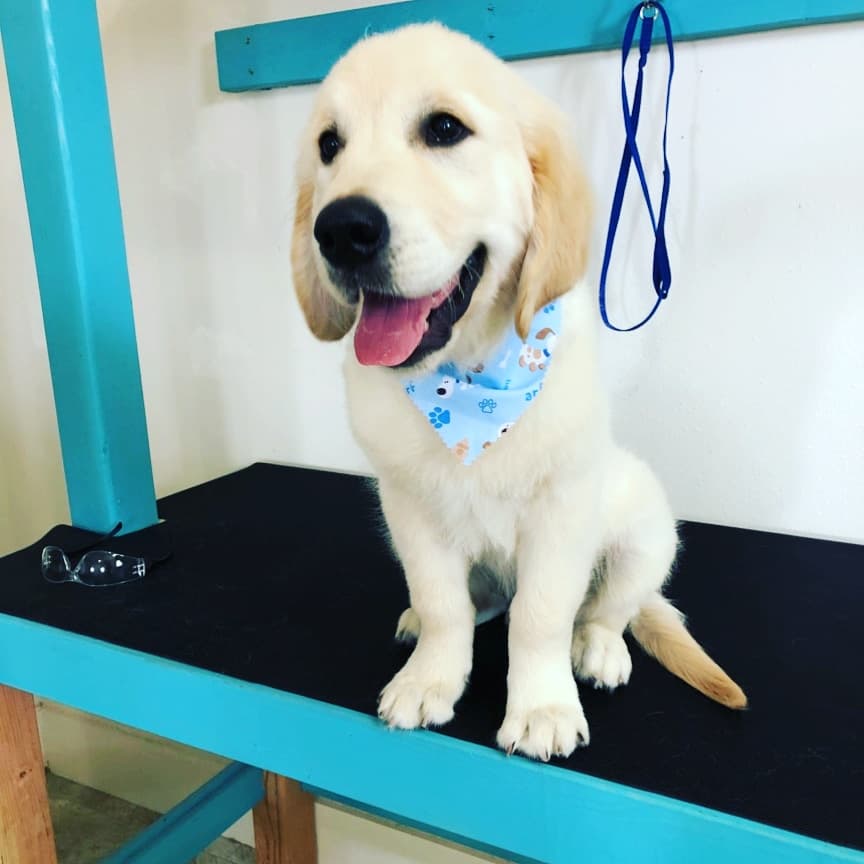 Top Tails Grooming Salon - Pet groomer in San Antonio, TX