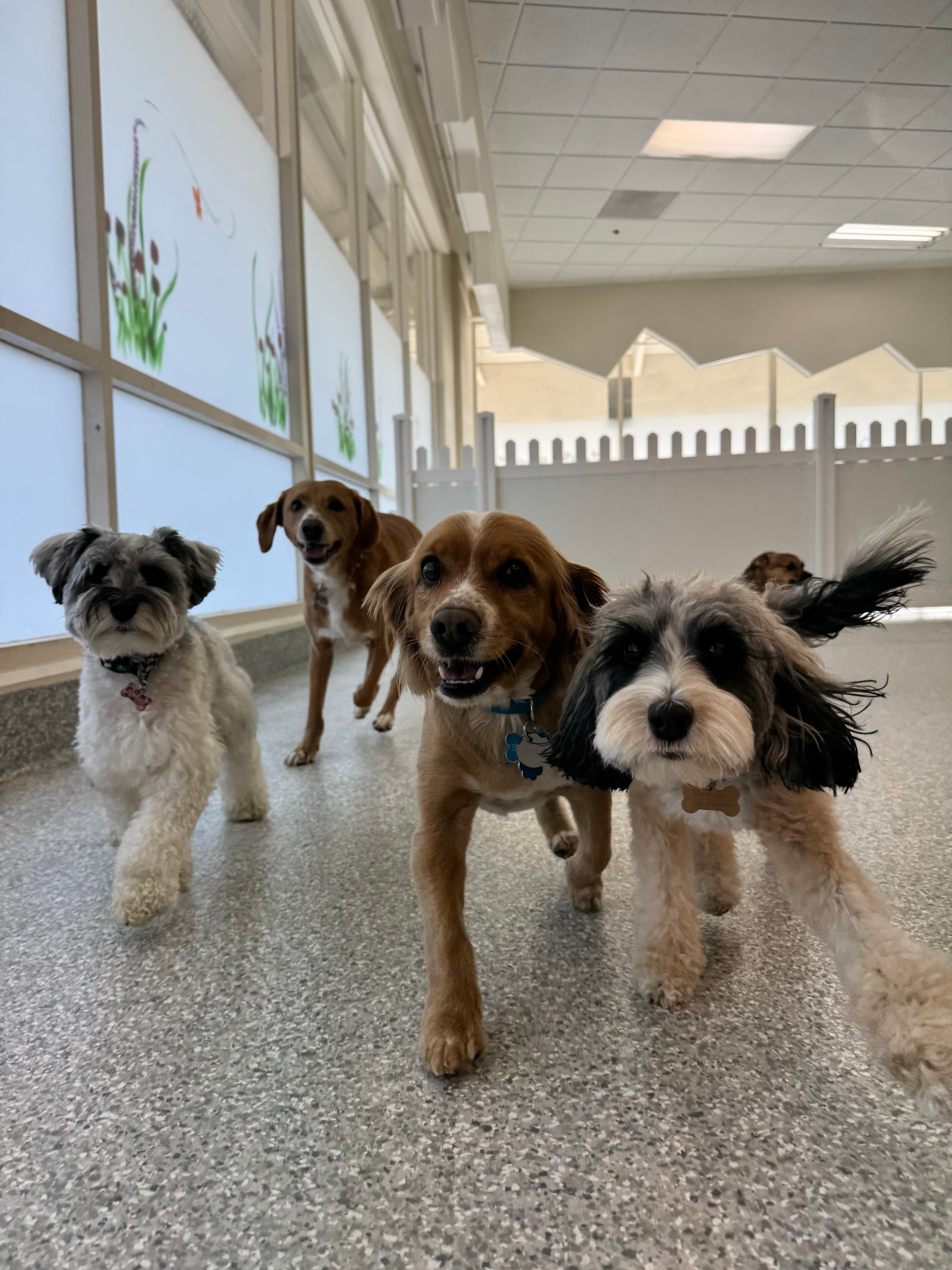 Gizmo’s Doggie Daycare - Pet groomer in San Jose, CA