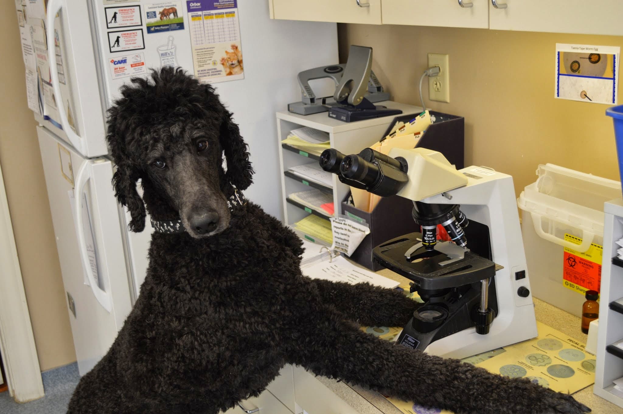 Beechmont Pet Hospital - Pet groomer in Cincinnati, OH