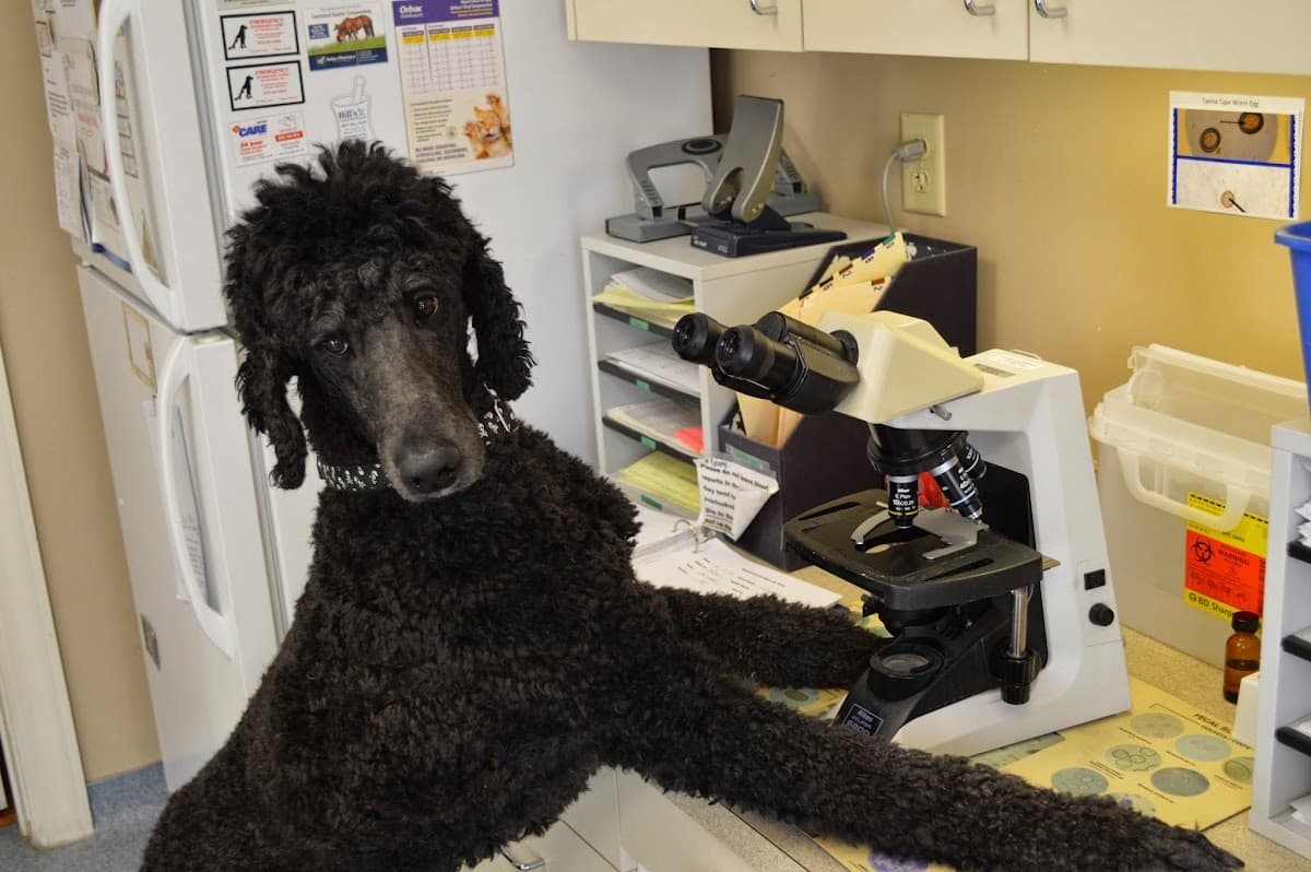 Beechmont Pet Hospital - Pet groomer in Cincinnati, OH