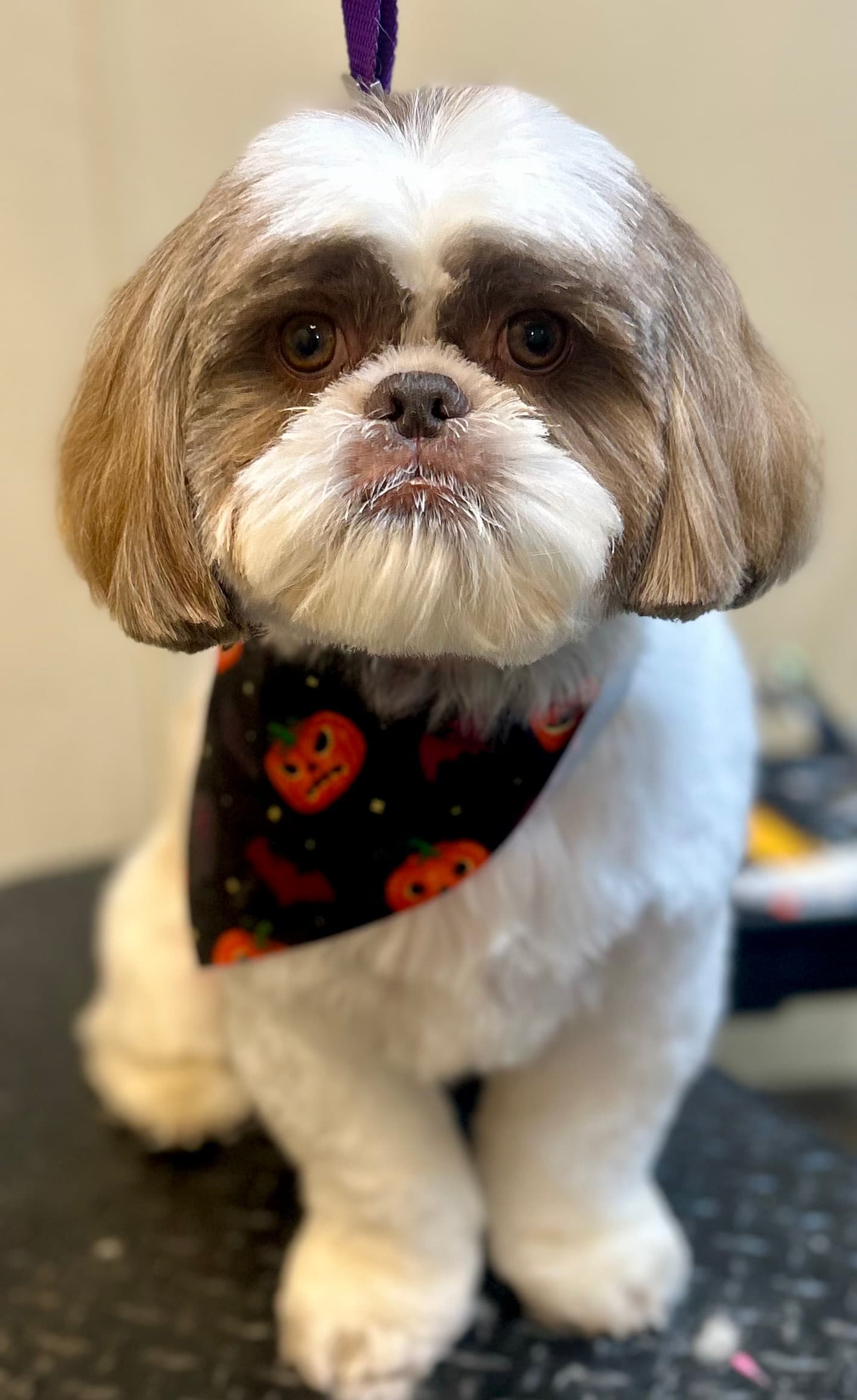 Tolonen Family Pet - Pet groomer in Farmington, MI